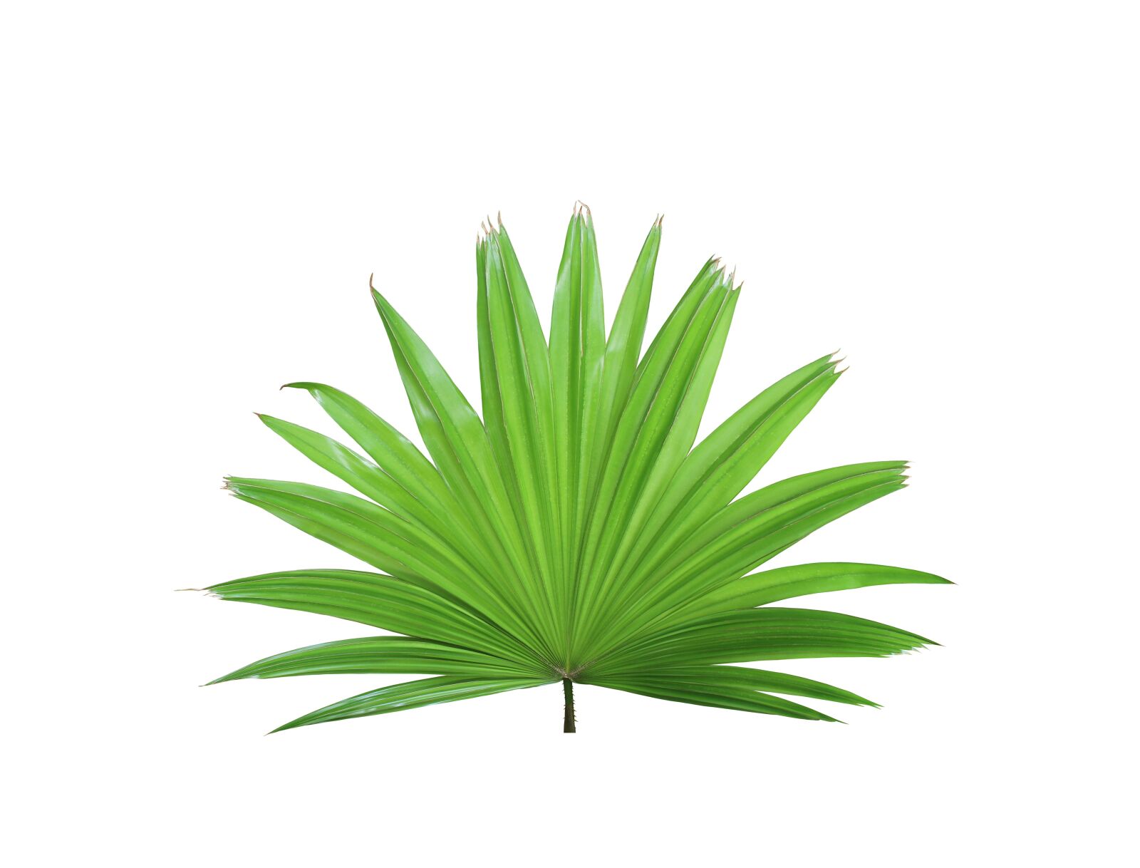 Canon EOS 700D (EOS Rebel T5i / EOS Kiss X7i) sample photo. Palm, leaf, tropical photography