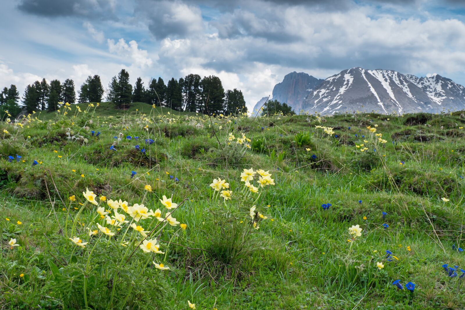 LUMIX G VARIO 12-60/F3.5-5.6 sample photo. Anemones, wild flower, alpine photography