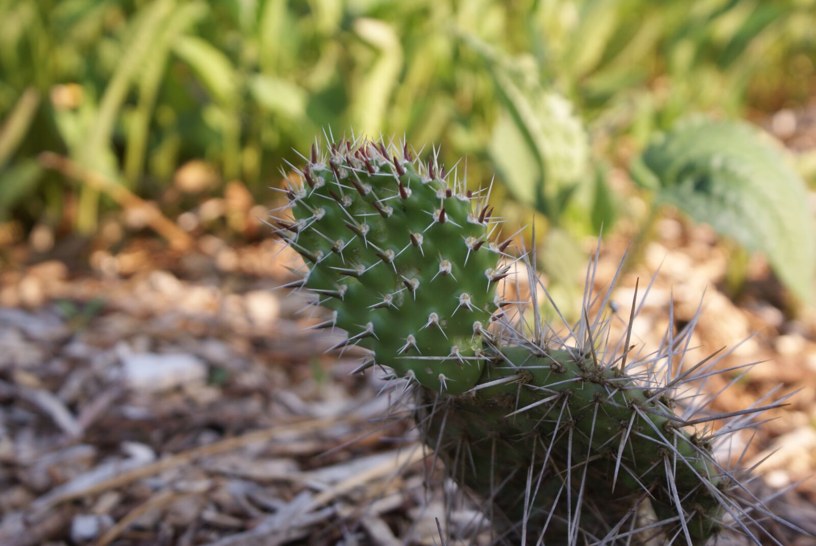 Sony Alpha DSLR-A200 sample photo. Cactus, plant, prickly photography