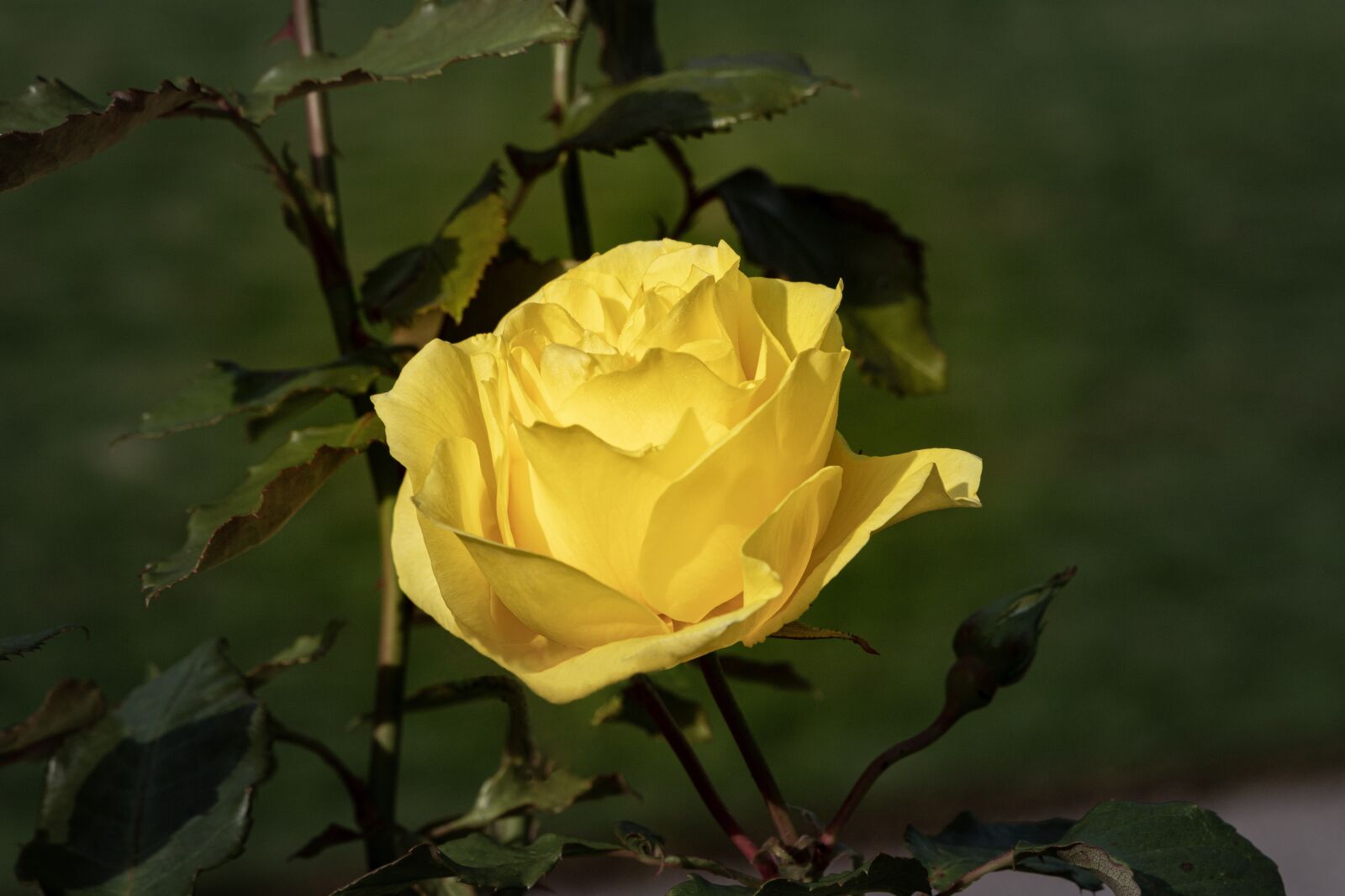Canon EOS 6D Mark II sample photo. Rose, yellow, blossom photography