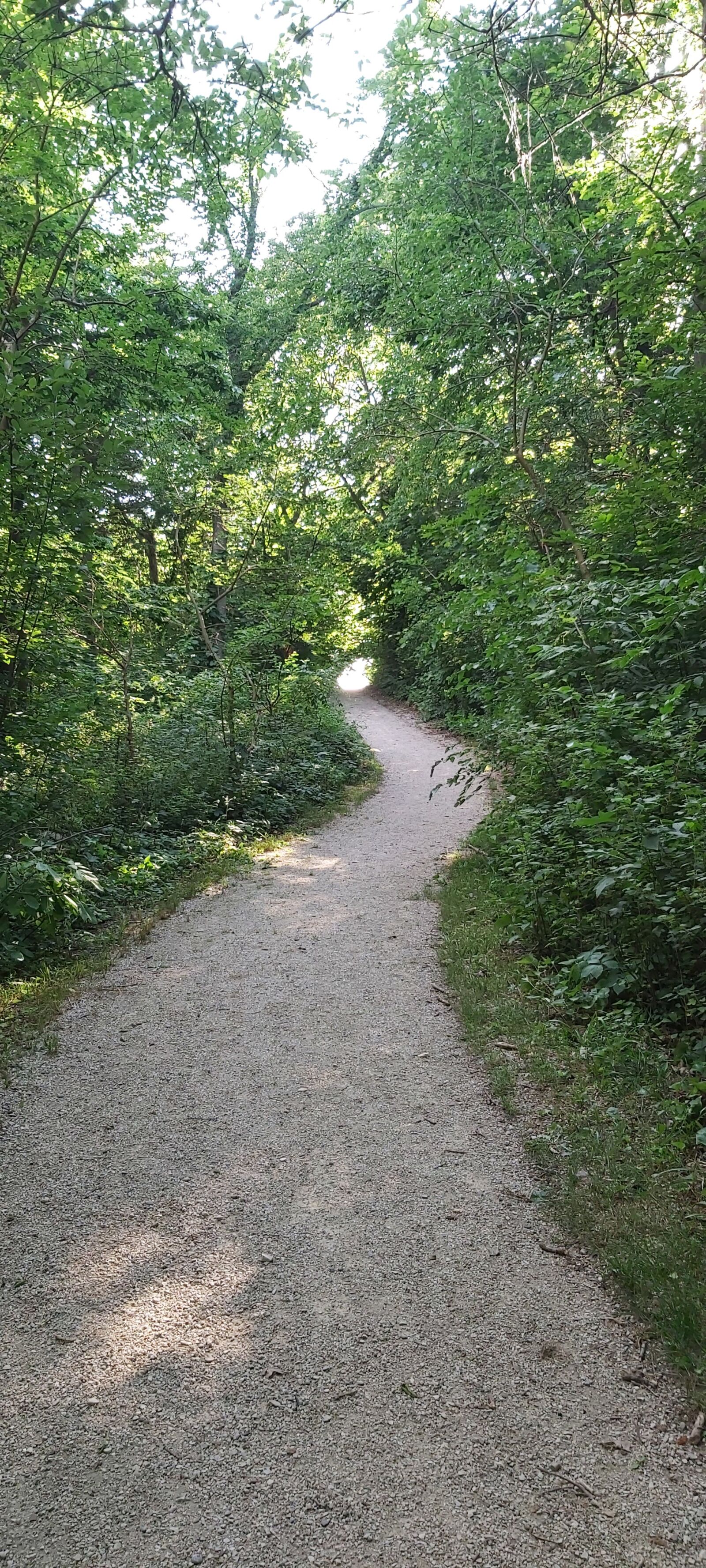 Samsung Galaxy A70 sample photo. Path, trail, forest photography