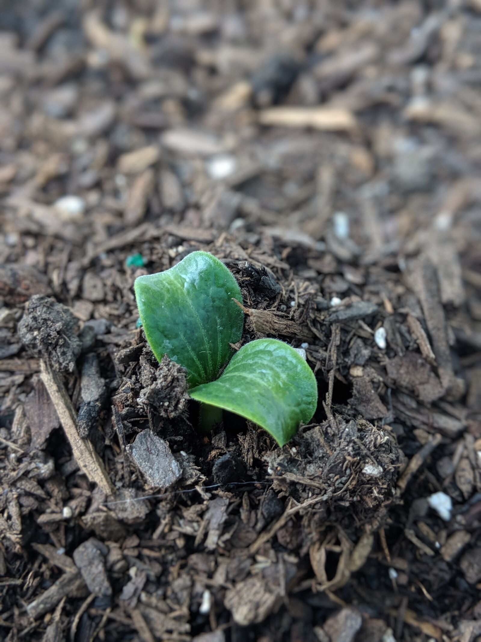 Google Pixel 2 sample photo. Sprouts, vine, garden photography