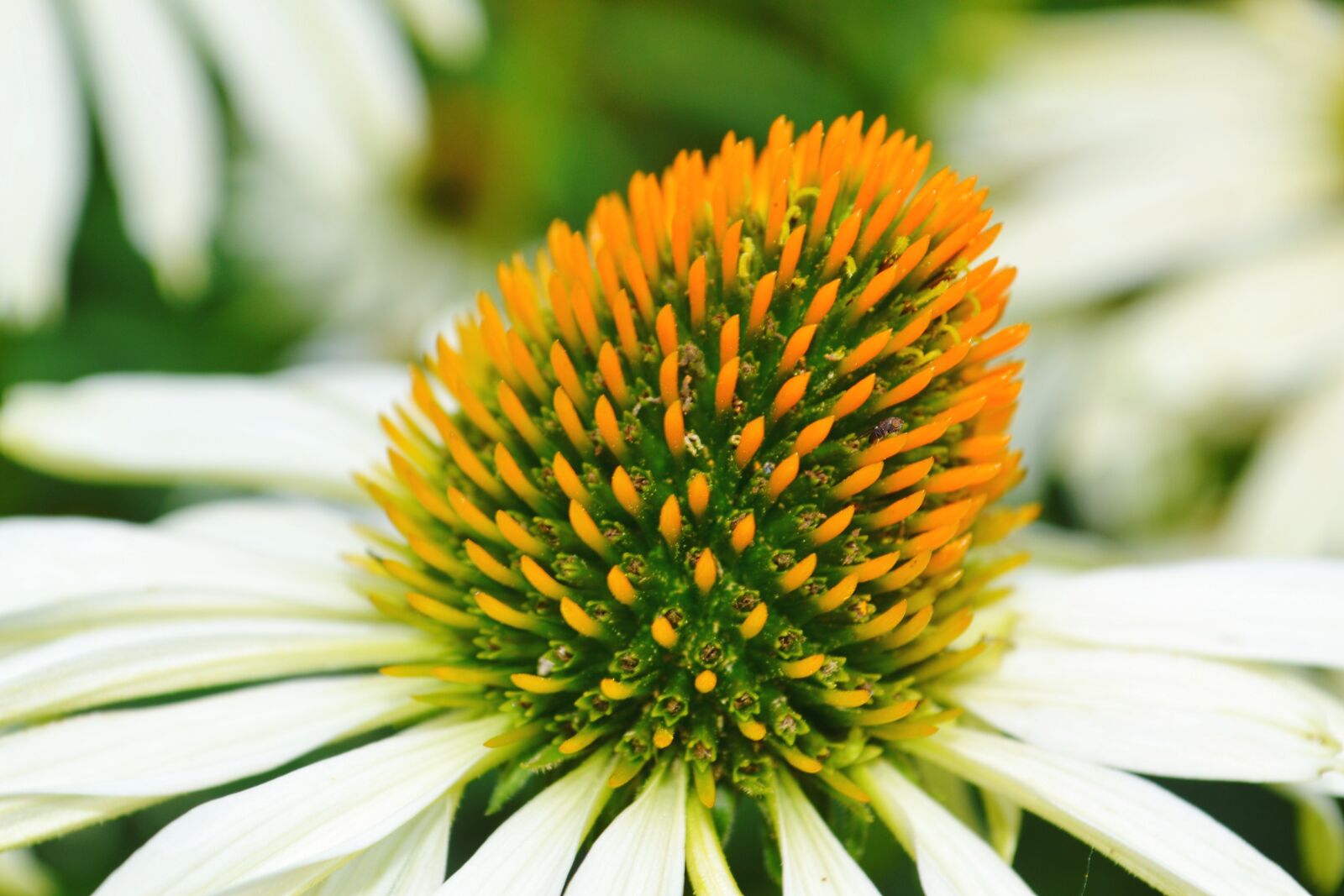Nikon D3100 sample photo. Blossom, bloom, white photography