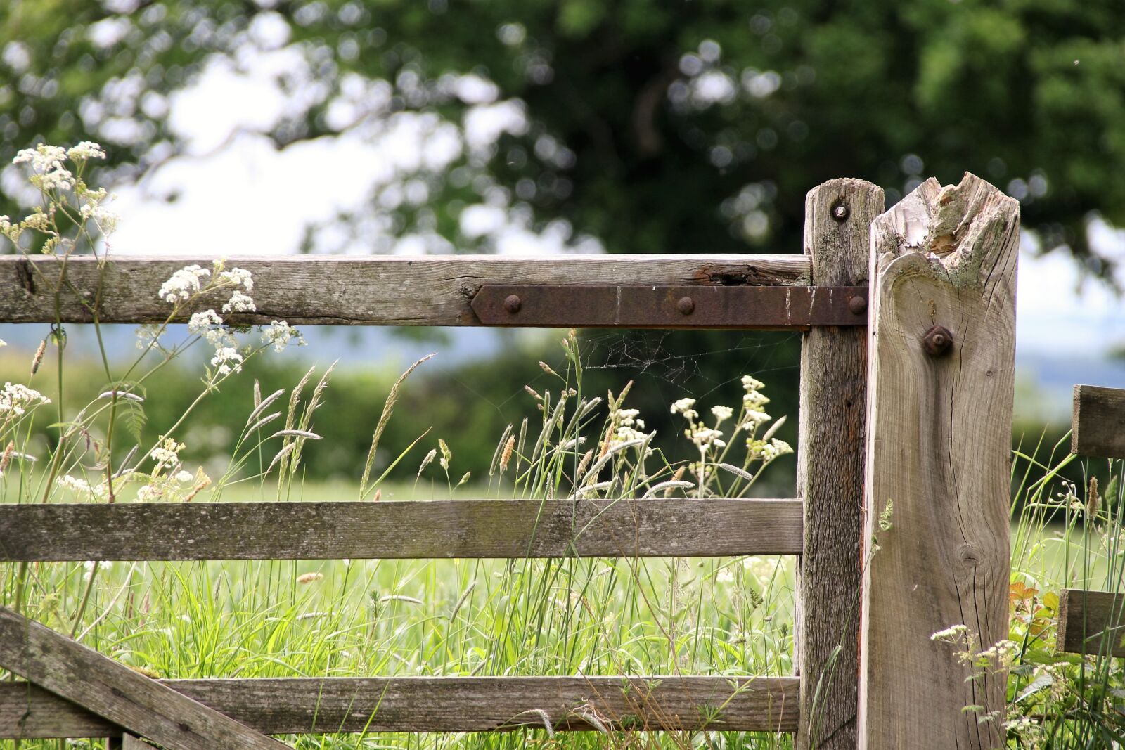 Canon EOS 100D (EOS Rebel SL1 / EOS Kiss X7) sample photo. Farm gate, countryside, landscape photography