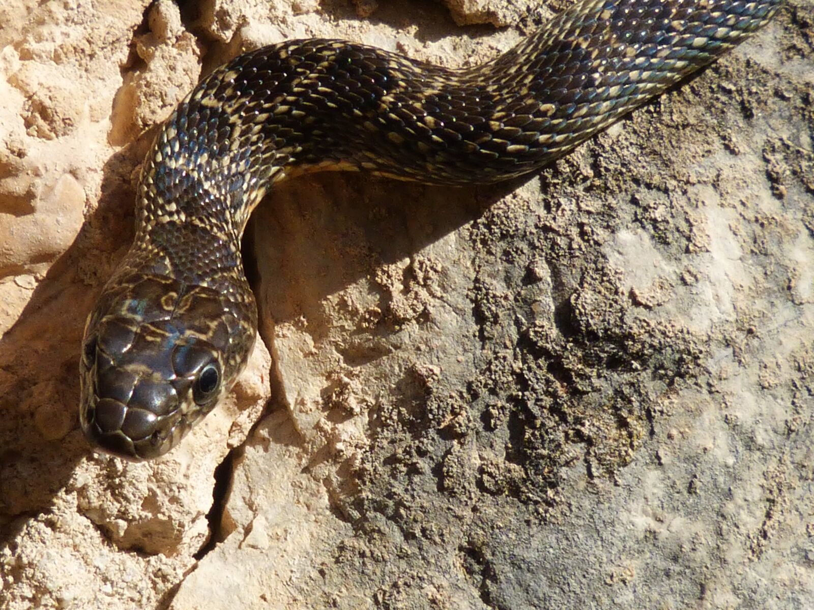 Panasonic DMC-FZ62 sample photo. Black snake, snake, threat photography
