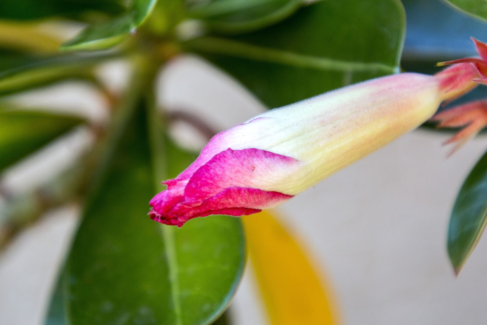 Canon EOS 700D (EOS Rebel T5i / EOS Kiss X7i) sample photo. Exotic flower, garden, flowers photography