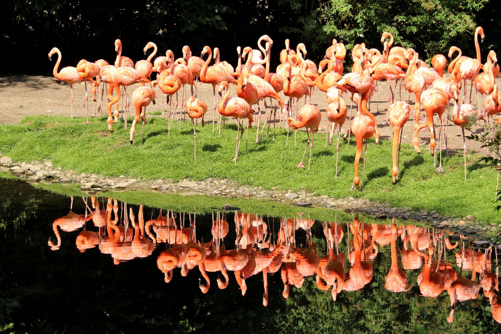 Canon EOS 1300D (EOS Rebel T6 / EOS Kiss X80) sample photo. Flamingos, cuba flamingos, color photography