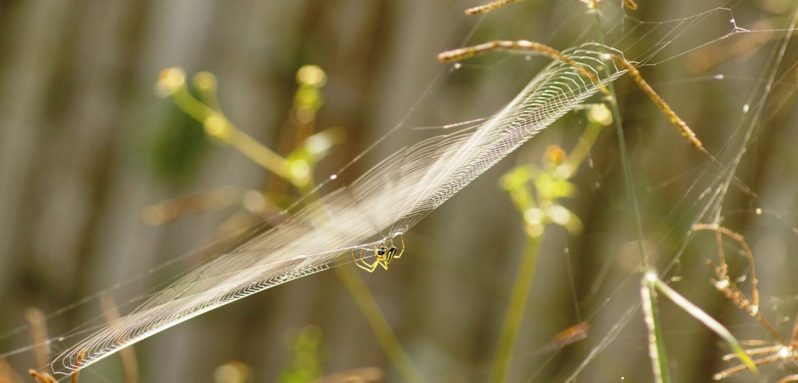 Sony SLT-A55 (SLT-A55V) sample photo. Nature, in, colombian photography