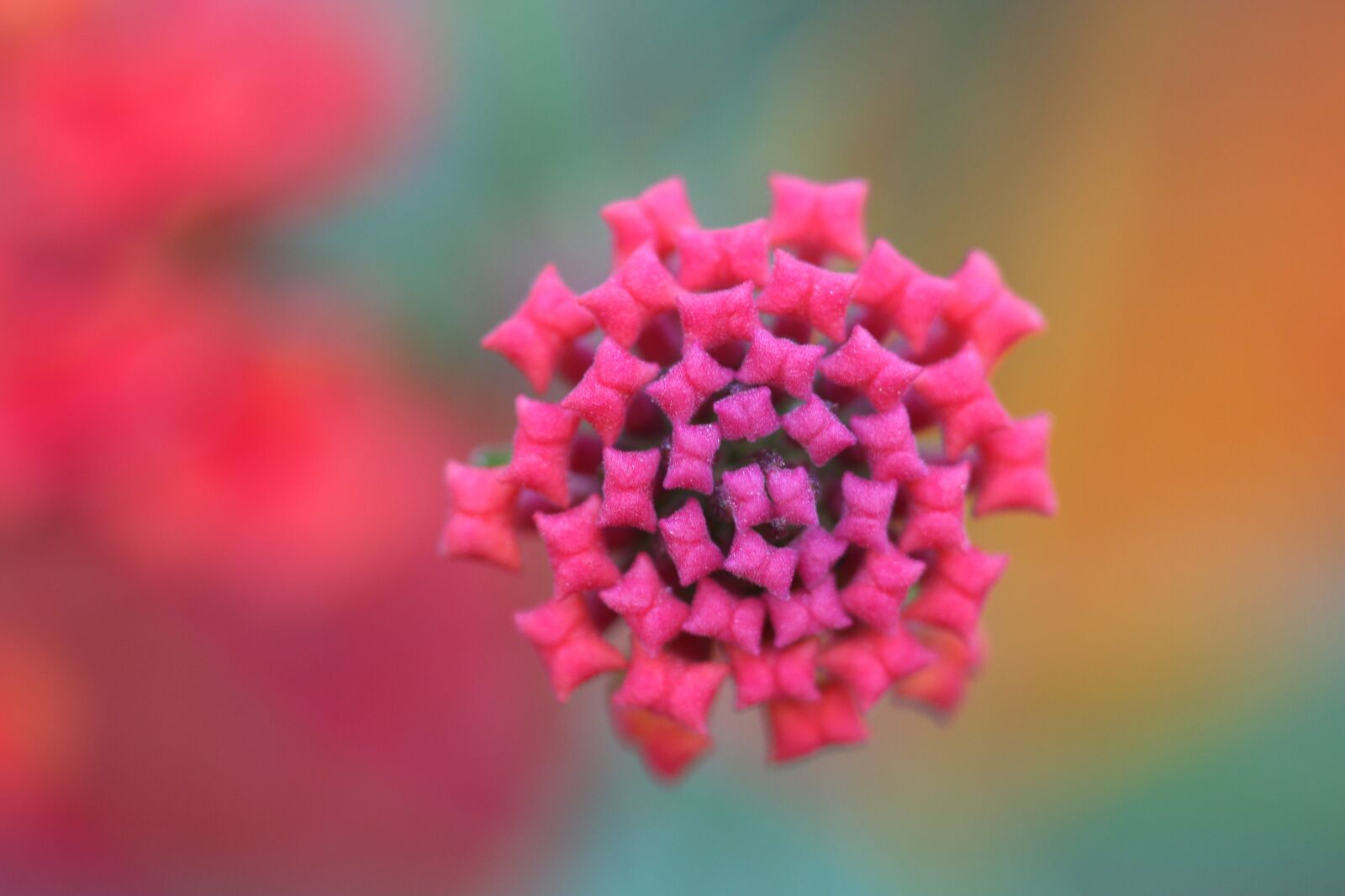 Canon EOS 70D + Canon EF 100mm F2.8 Macro USM sample photo. Flower, yellow, pink photography