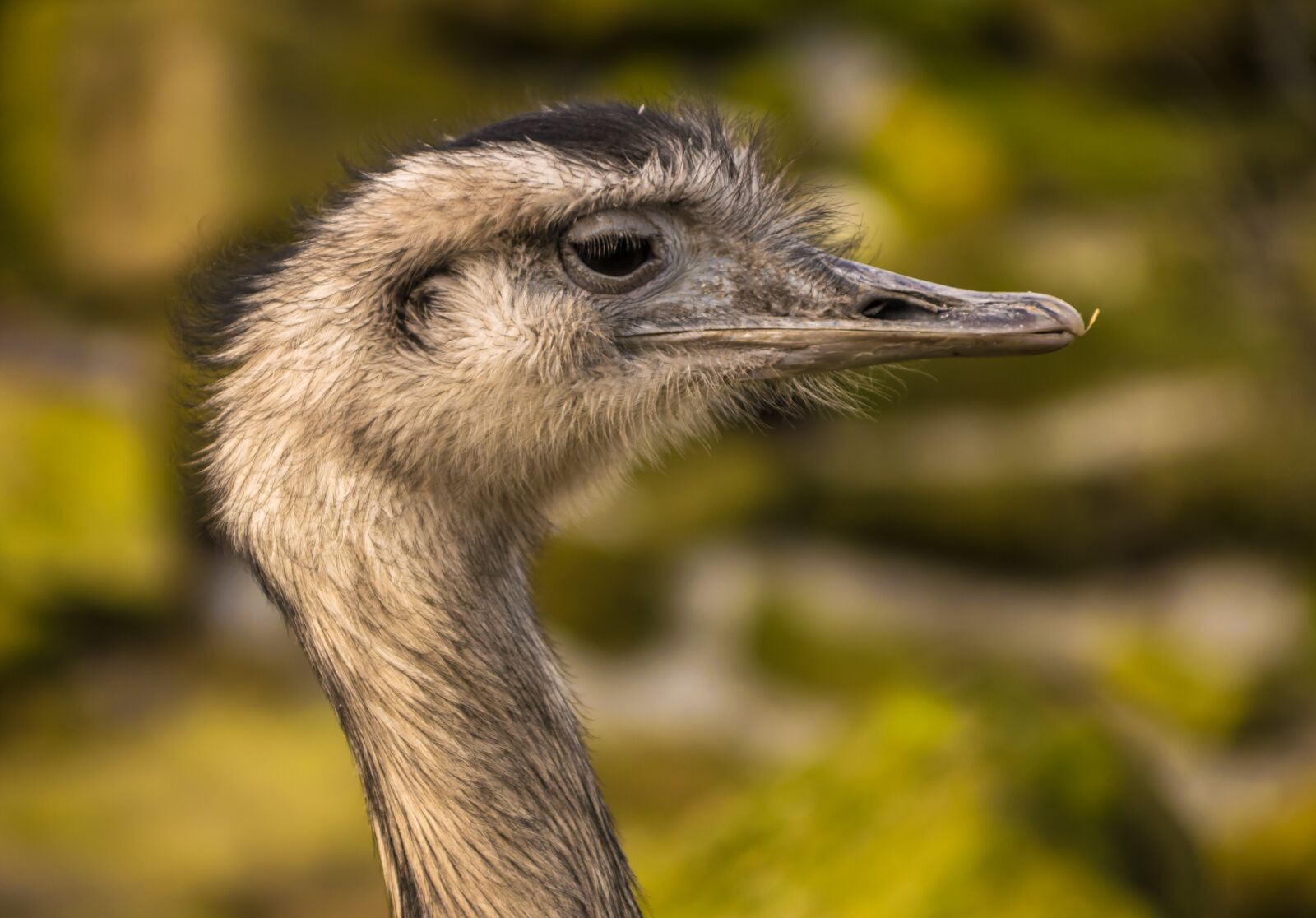 Tamron 18-200mm F3.5-6.3 Di II VC sample photo. Ostrich, animals, birds photography