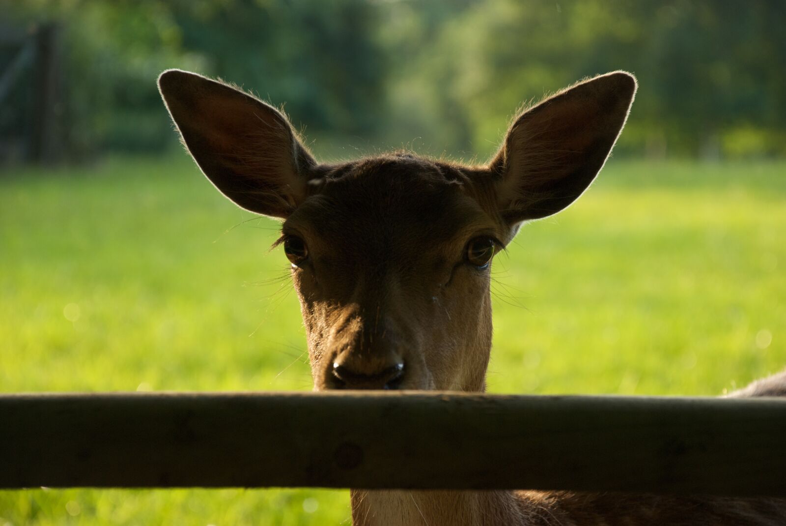 Nikon D80 sample photo. Deer, antelope, light photography