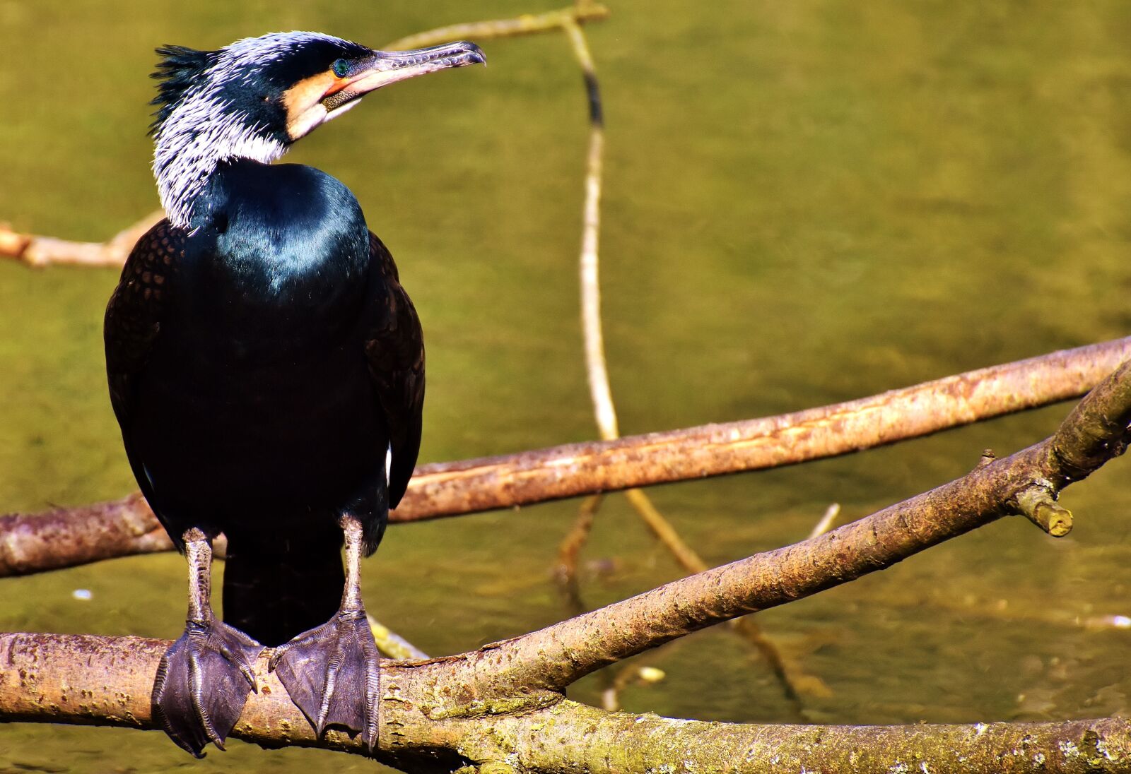 Nikon D7200 sample photo. Cormorant, phalacrocorax carbo, black photography