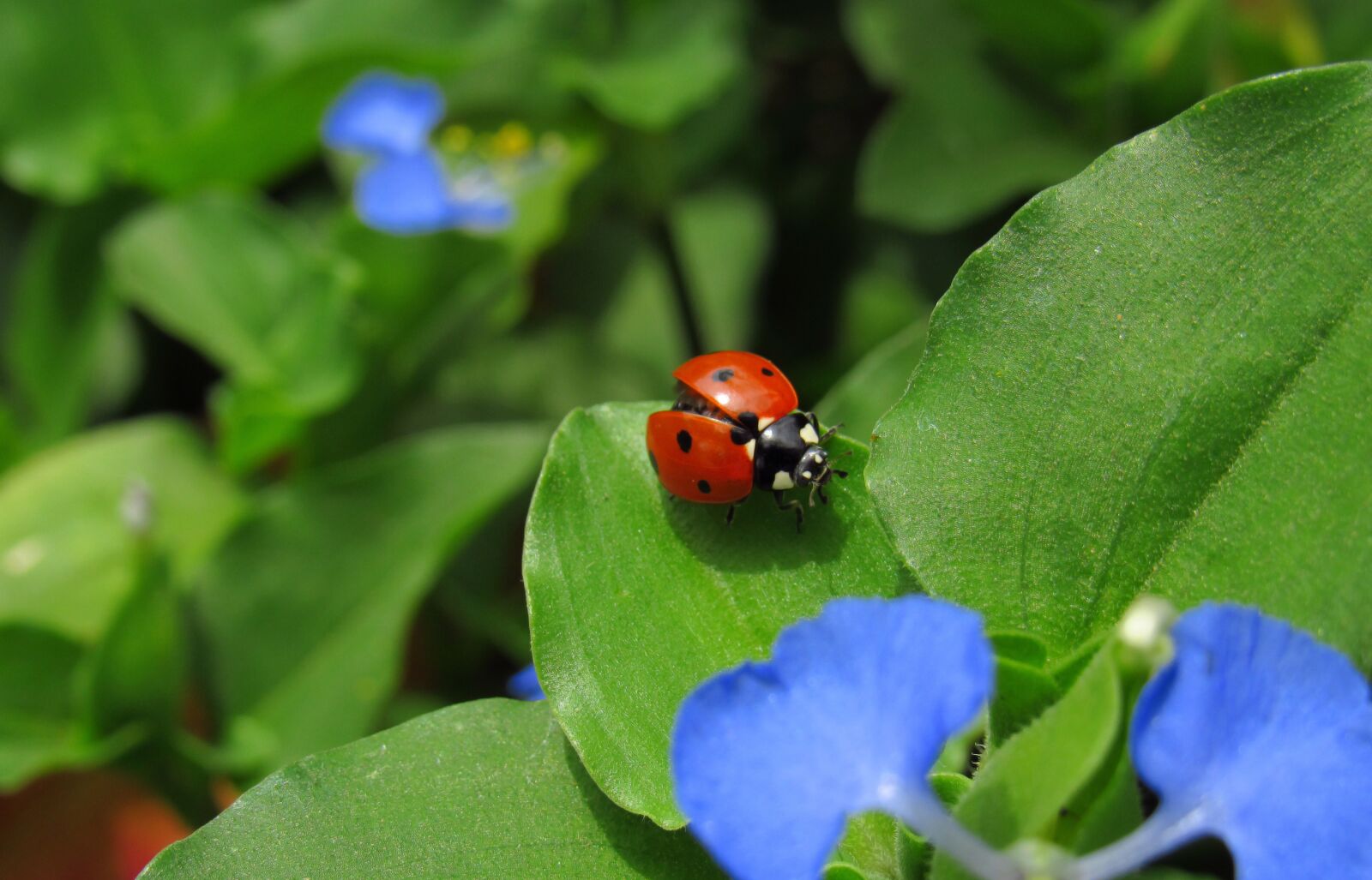 Canon PowerShot SX530 HS sample photo. Ladybug, bug, beetle photography