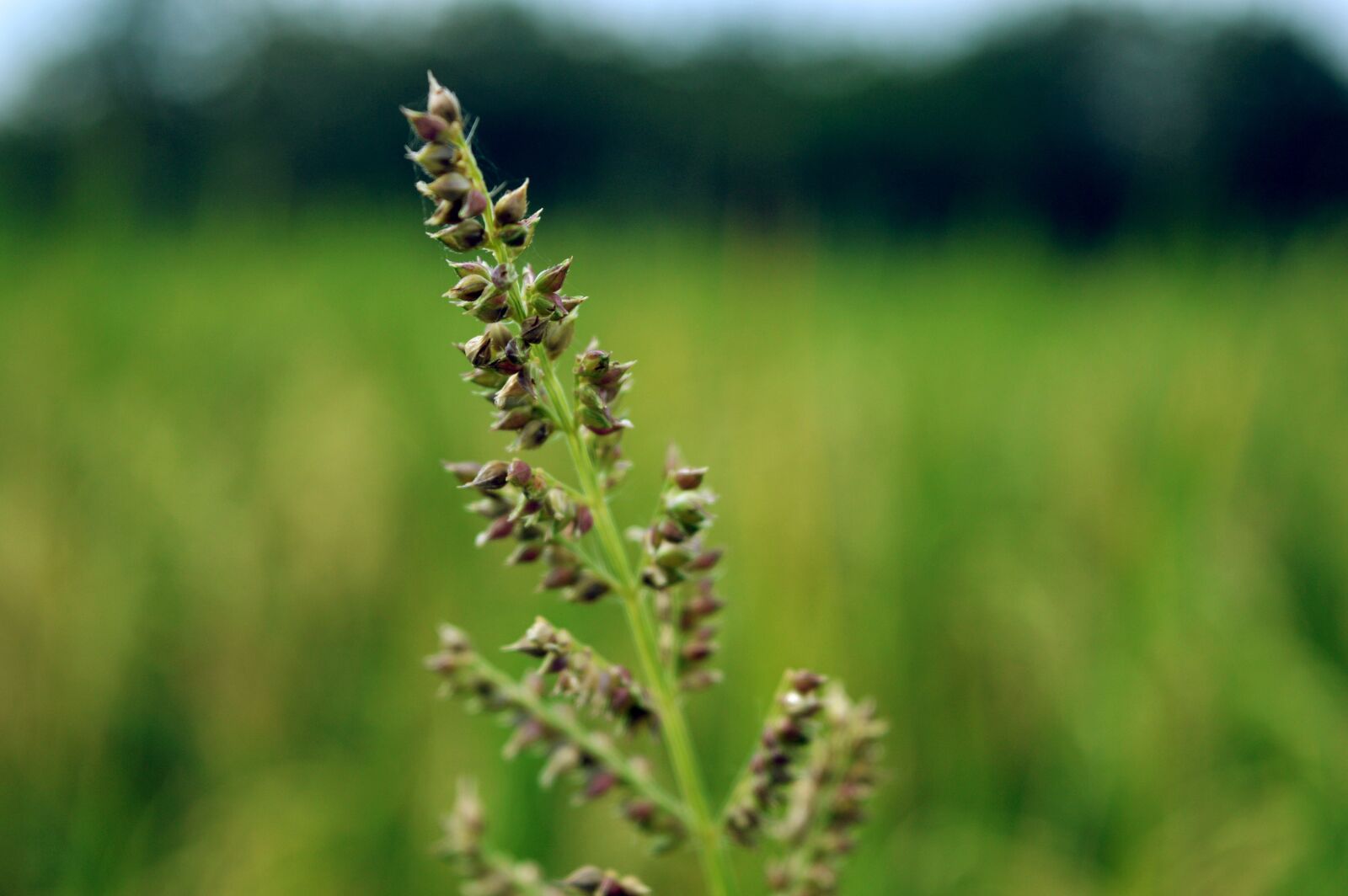 Nikon D3200 sample photo. Green grass, green field photography