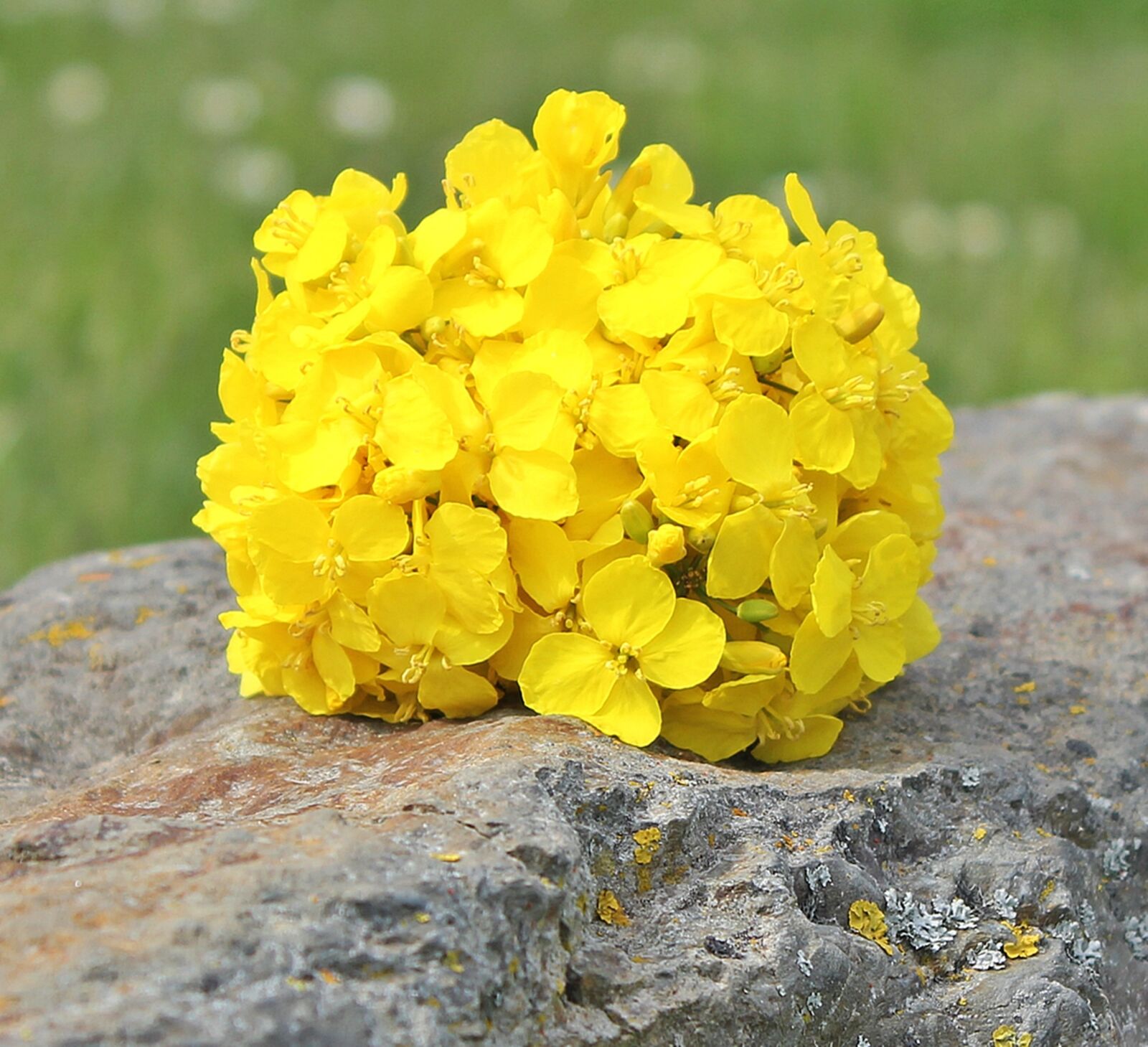 Canon EOS 550D (EOS Rebel T2i / EOS Kiss X4) sample photo. Oilseed rape, stone, nature photography