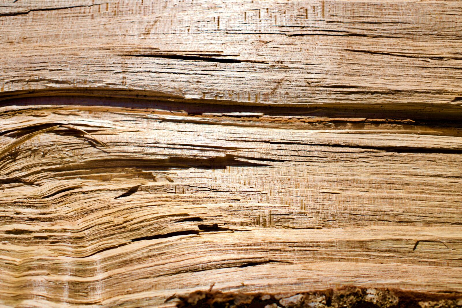 Sony a6300 + Sigma 30mm F2.8 EX DN sample photo. Wood, background, wallpaper photography