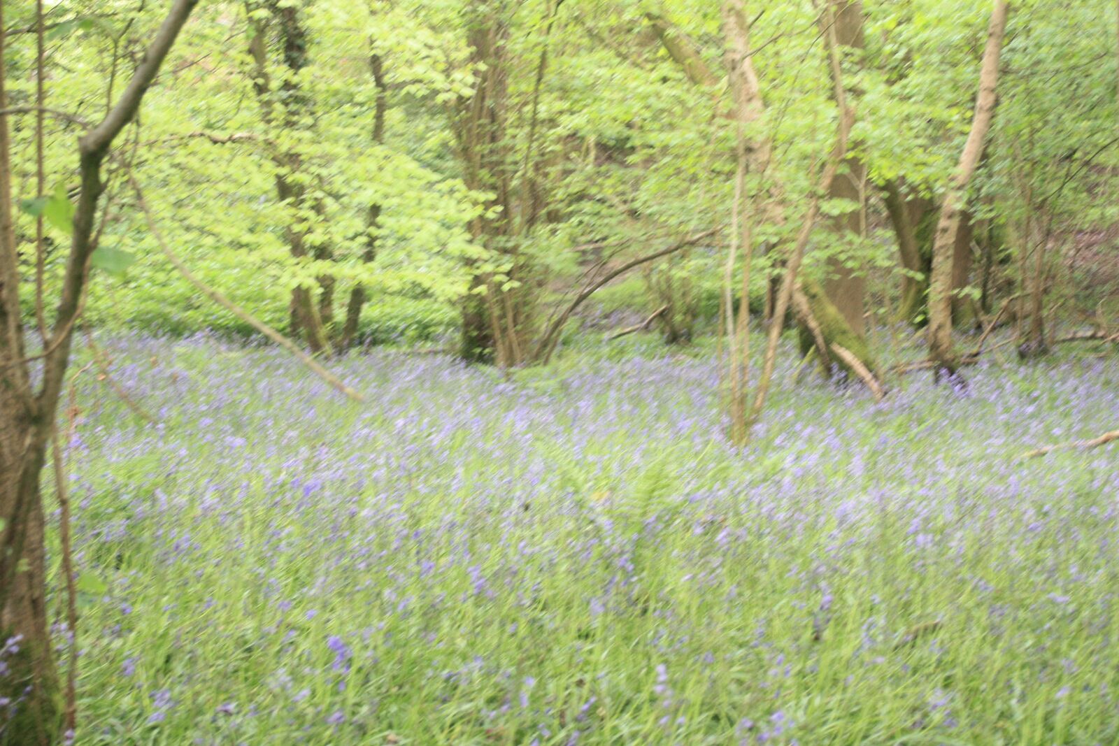 Canon EOS 450D (EOS Rebel XSi / EOS Kiss X2) sample photo. Forest, bluebells, bluebell photography