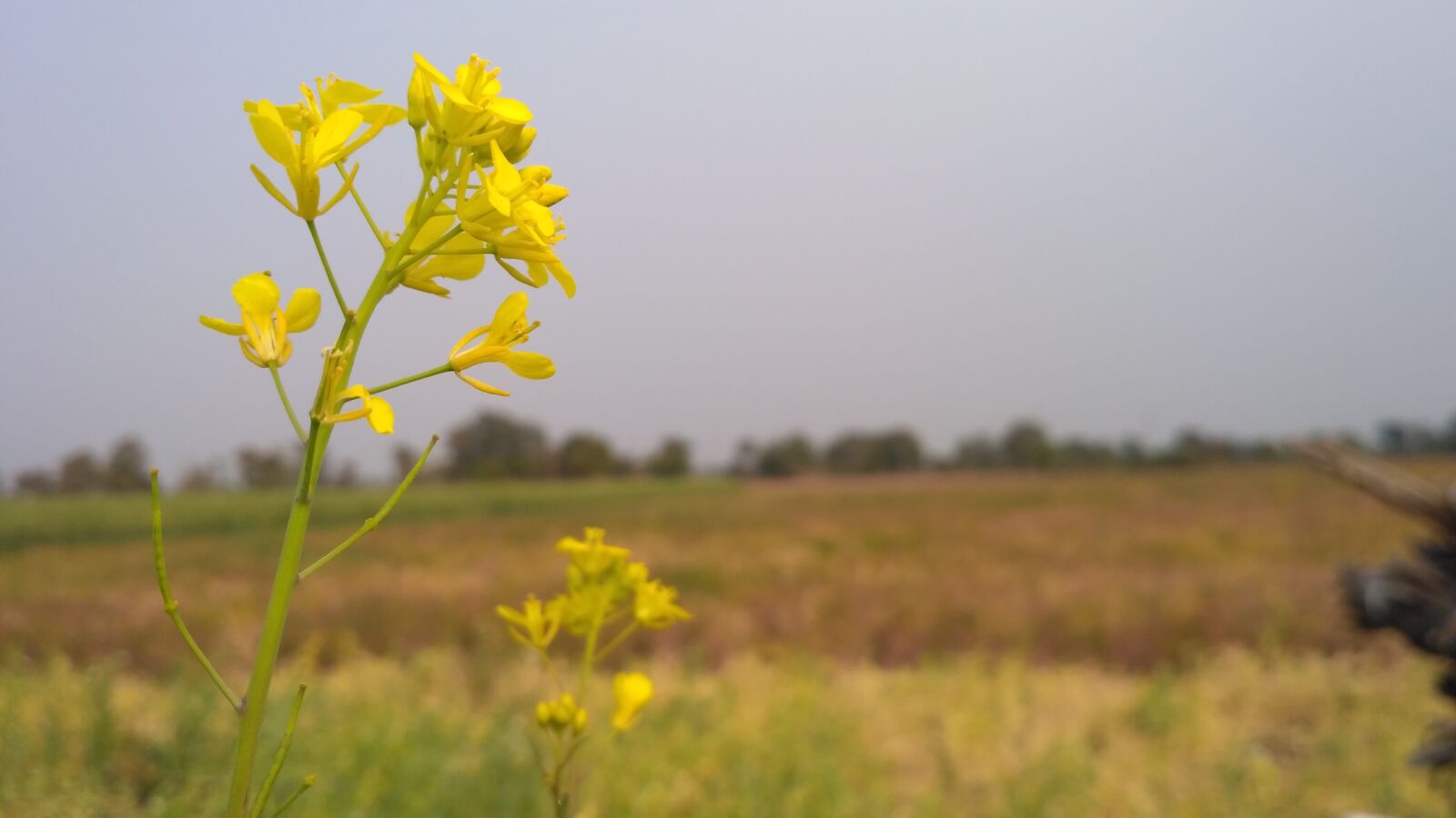 Xiaomi Redmi 3S sample photo. Flower, green, nature photography