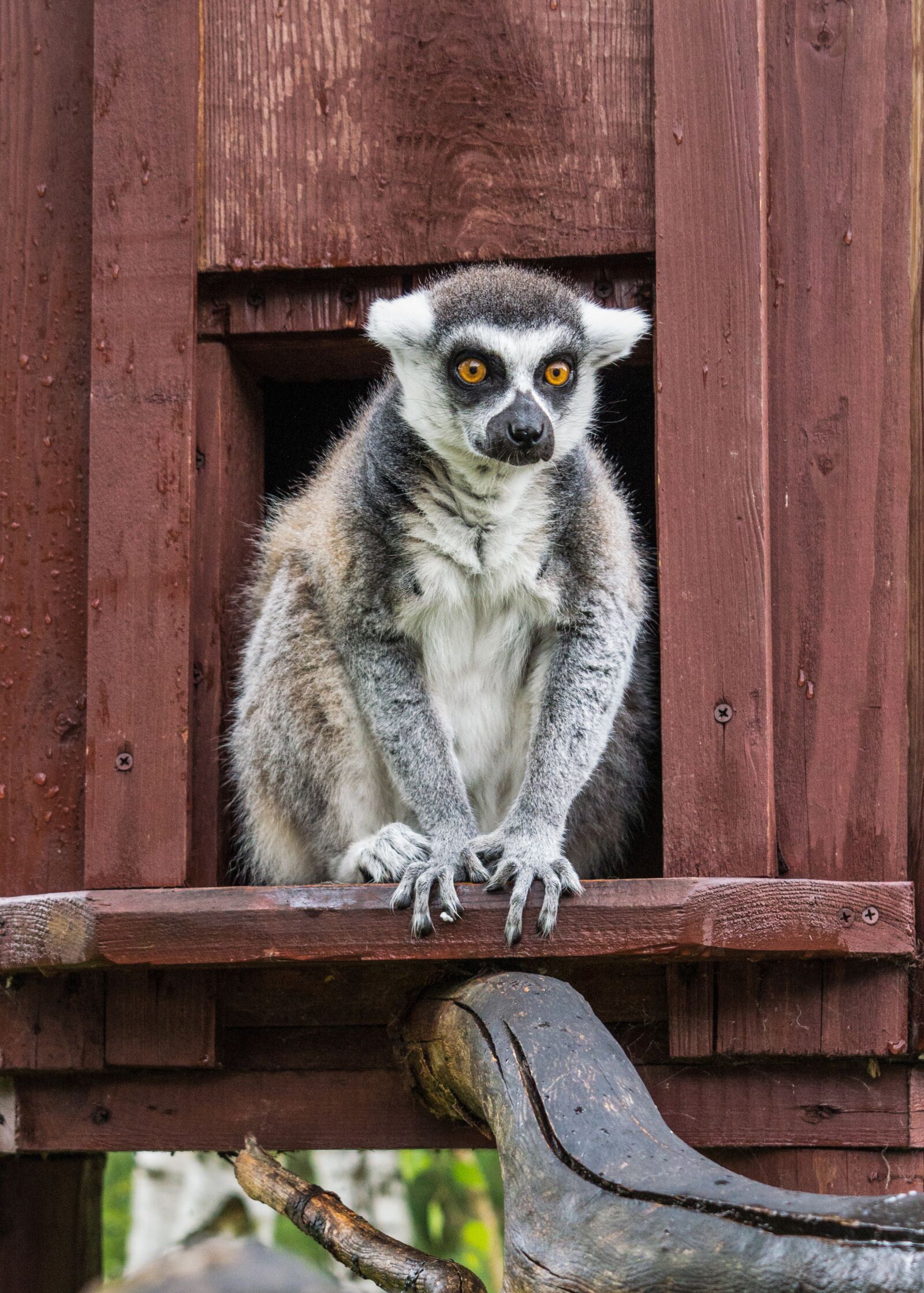 Nikon D3200 sample photo. Lemur, animal, nature photography