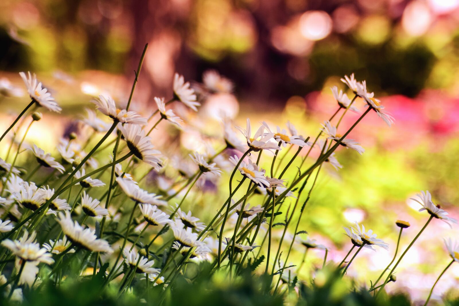 Nikon D5300 sample photo. Field, flowers, garden, grass photography