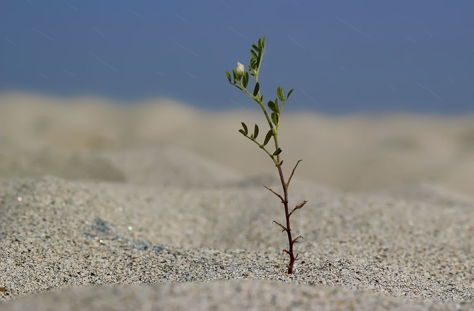 Canon EOS 600D (Rebel EOS T3i / EOS Kiss X5) + Canon EF 50mm F1.8 II sample photo. Alone, plant, tree photography