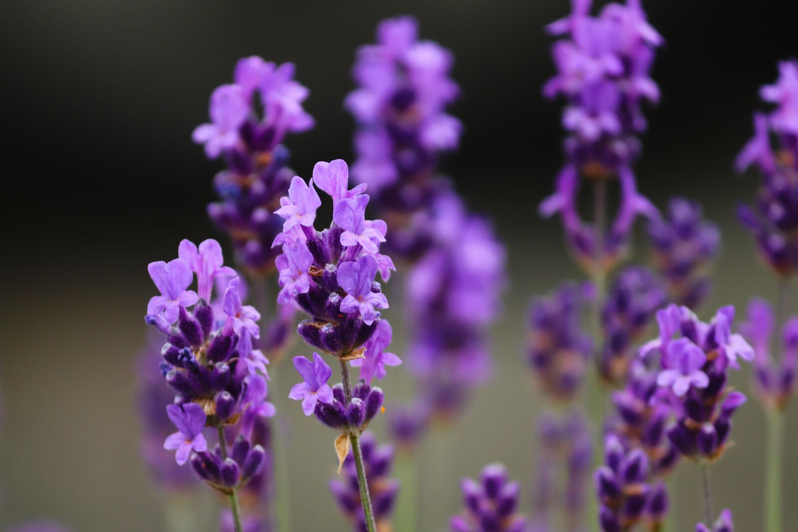 Canon EOS 200D (EOS Rebel SL2 / EOS Kiss X9) sample photo. Lavender, purple, violet photography