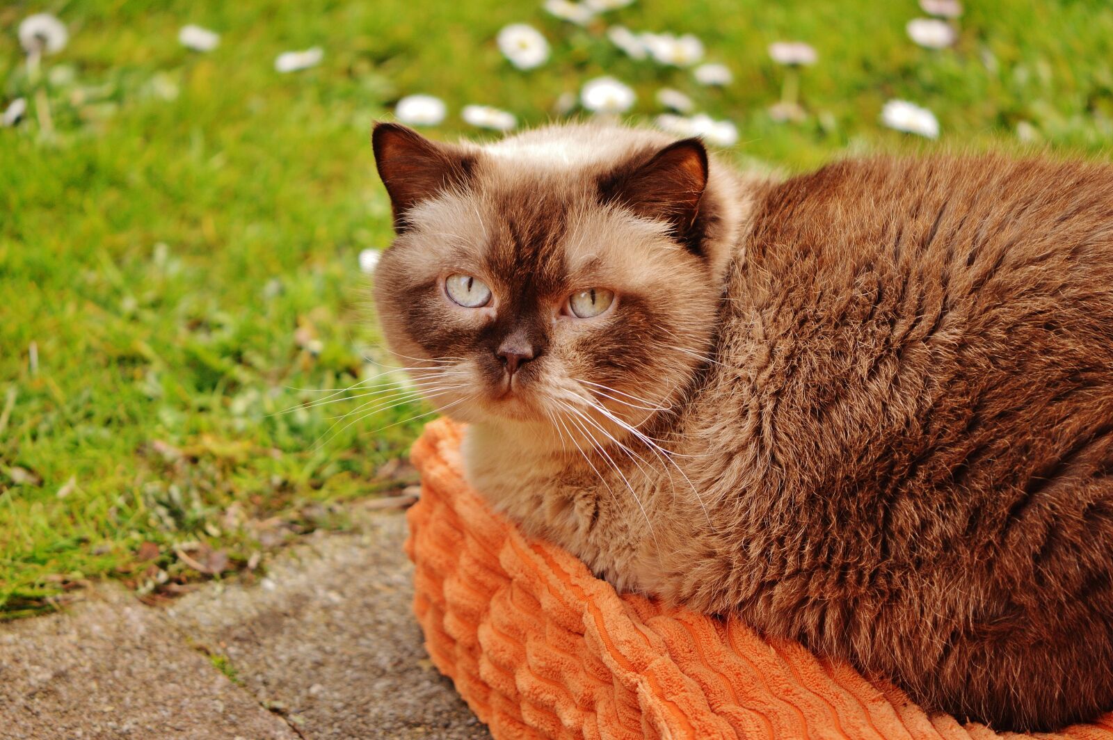 Nikon D3200 sample photo. British shorthair, concerns, relaxed photography