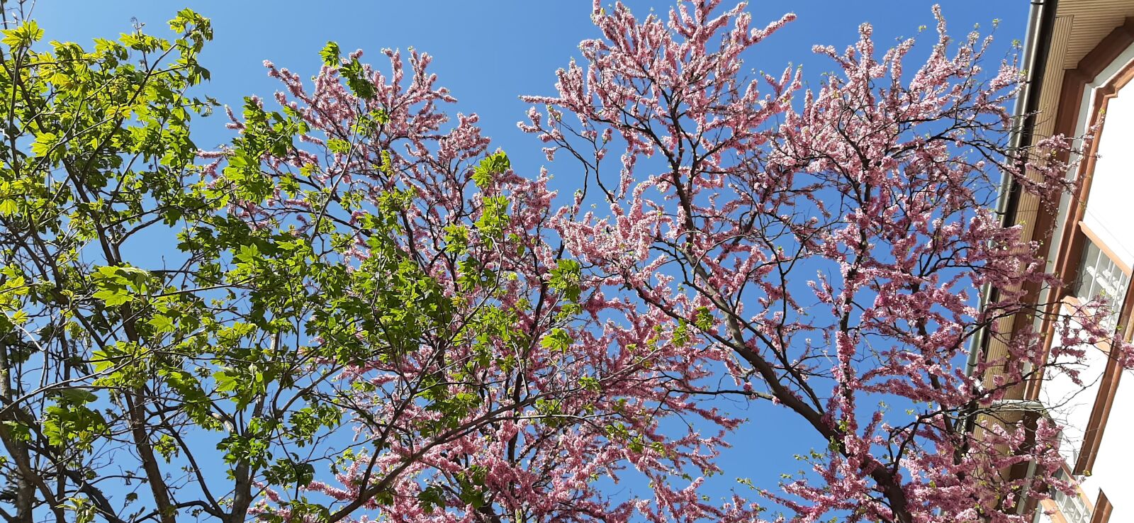 Samsung Galaxy A50 sample photo. Flowers, blossom, flora photography
