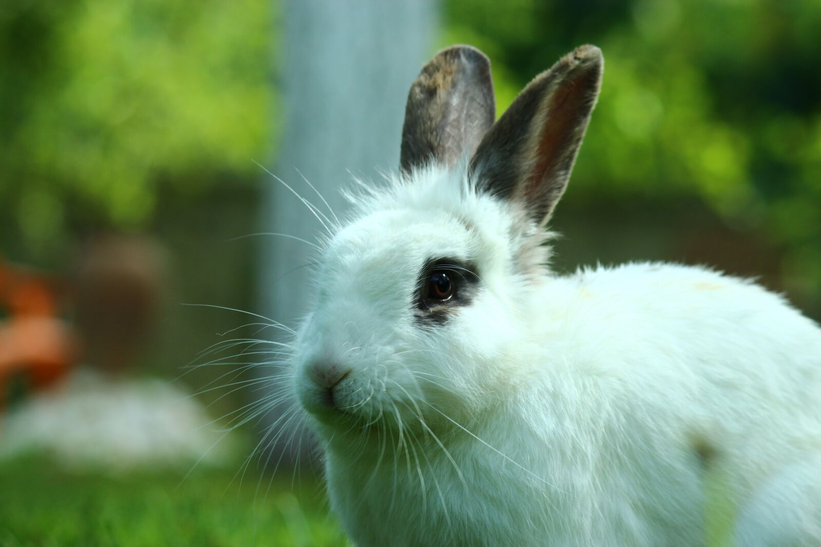 Canon EOS 600D (Rebel EOS T3i / EOS Kiss X5) sample photo. Rabbit, animal, long-eared photography