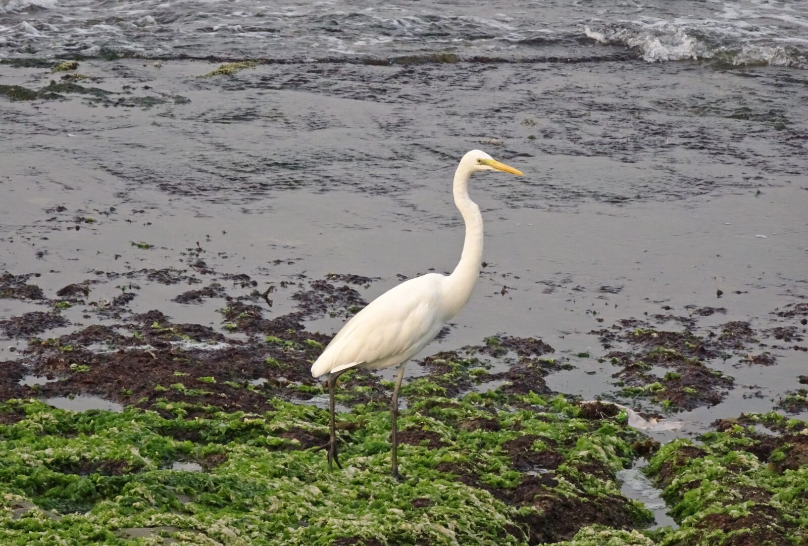 Sony Cyber-shot DSC-HX90V sample photo. Great egret, ardea alba photography