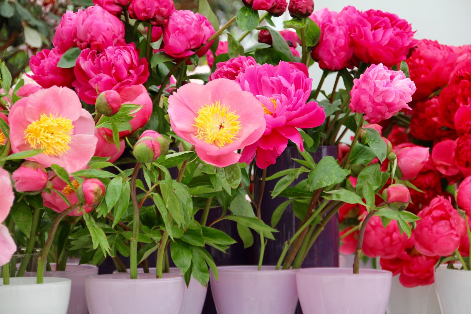 Canon EOS 60D sample photo. Paeonia, peony, blossom photography
