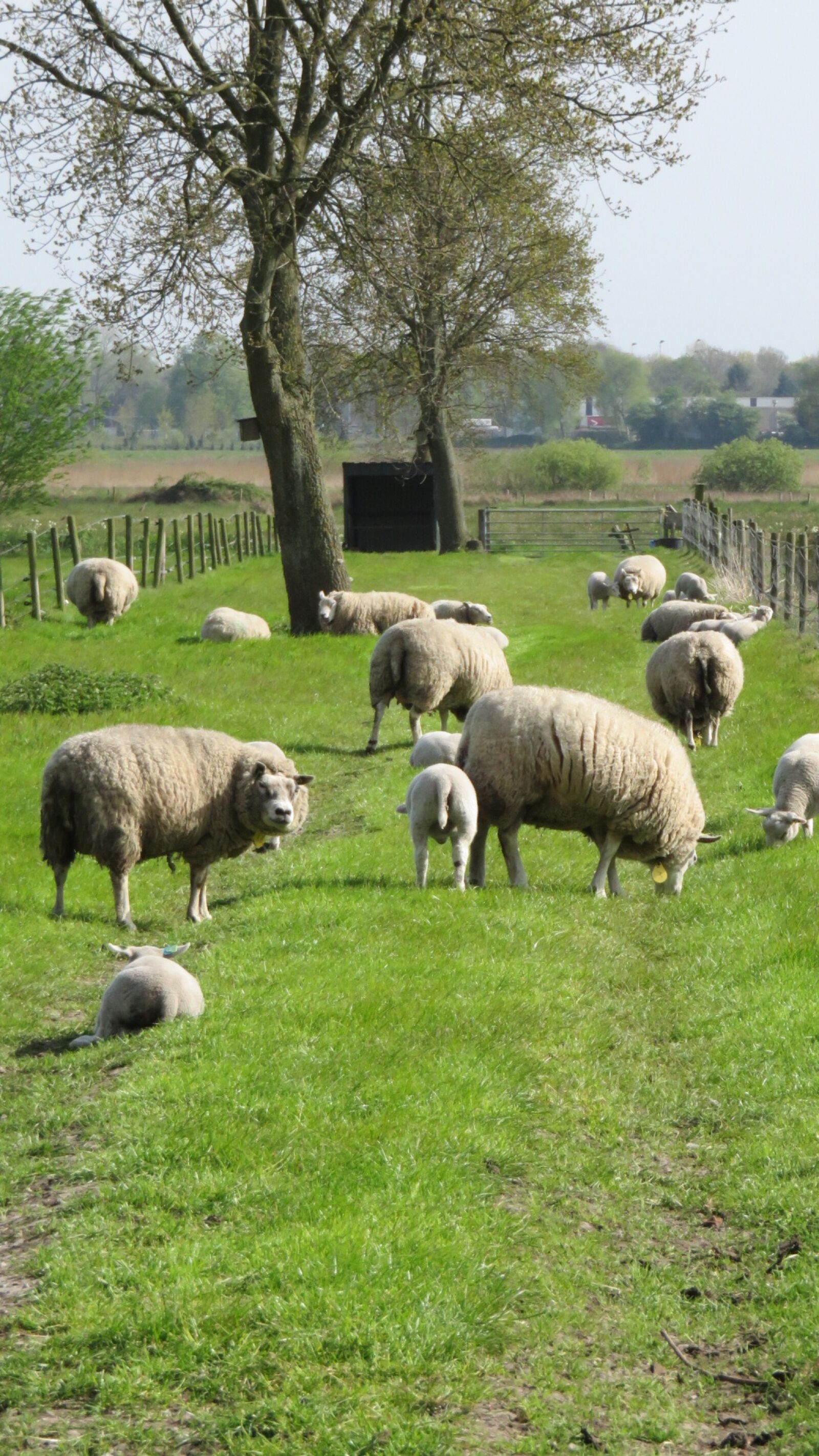 Canon PowerShot SX700 HS sample photo. Sheep, nature, farm photography