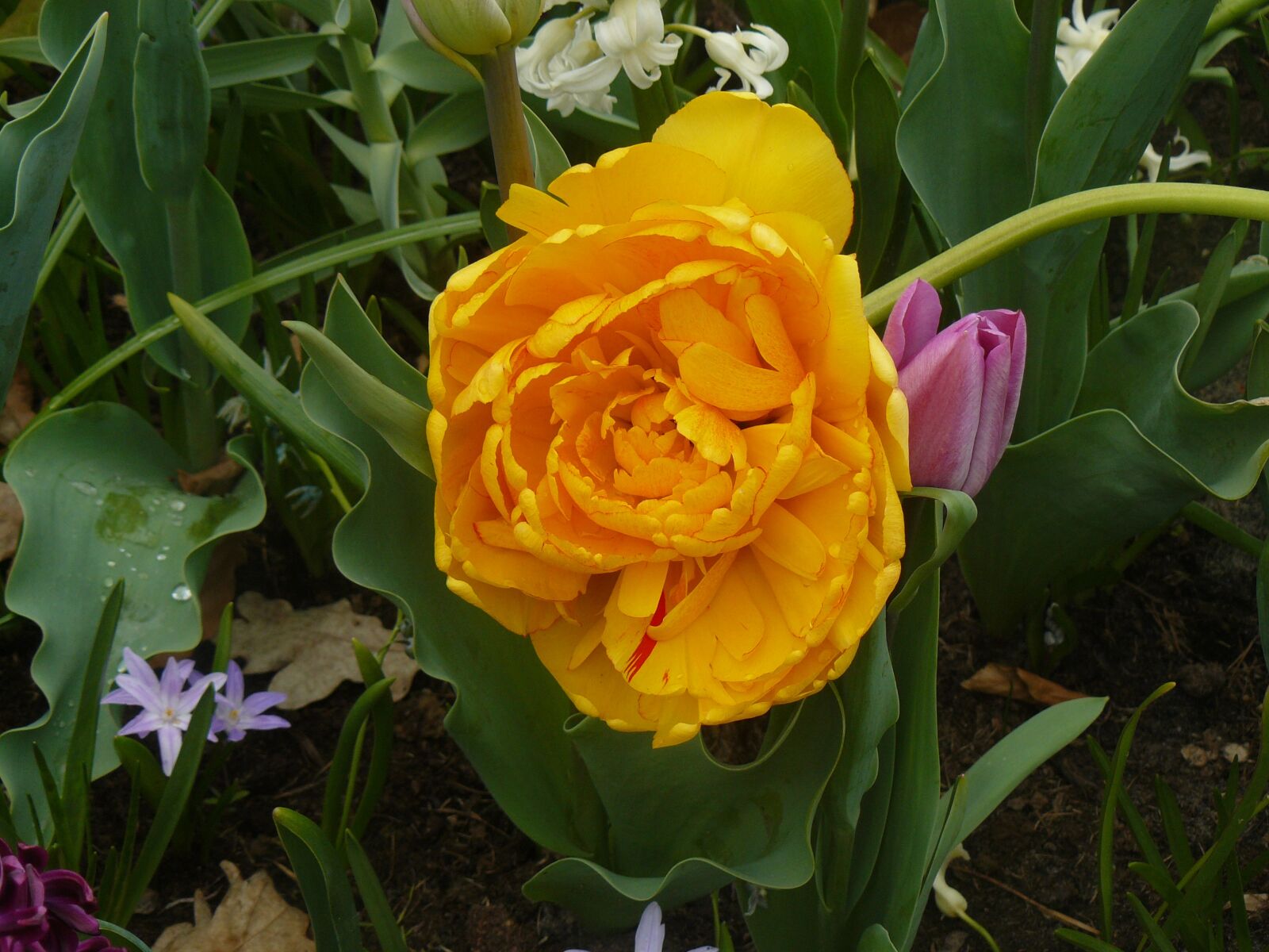 Panasonic DMC-FZ8 sample photo. Flower, yellow flower, spring photography