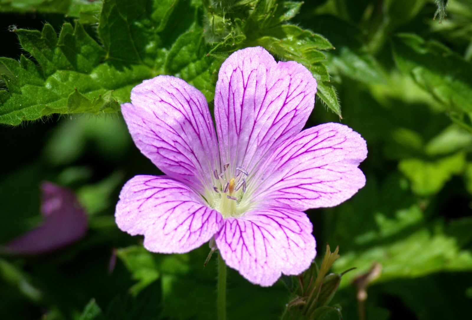 55.0-200.0mm f/4.0-f/5.6 sample photo. Mallow, malva, flower photography