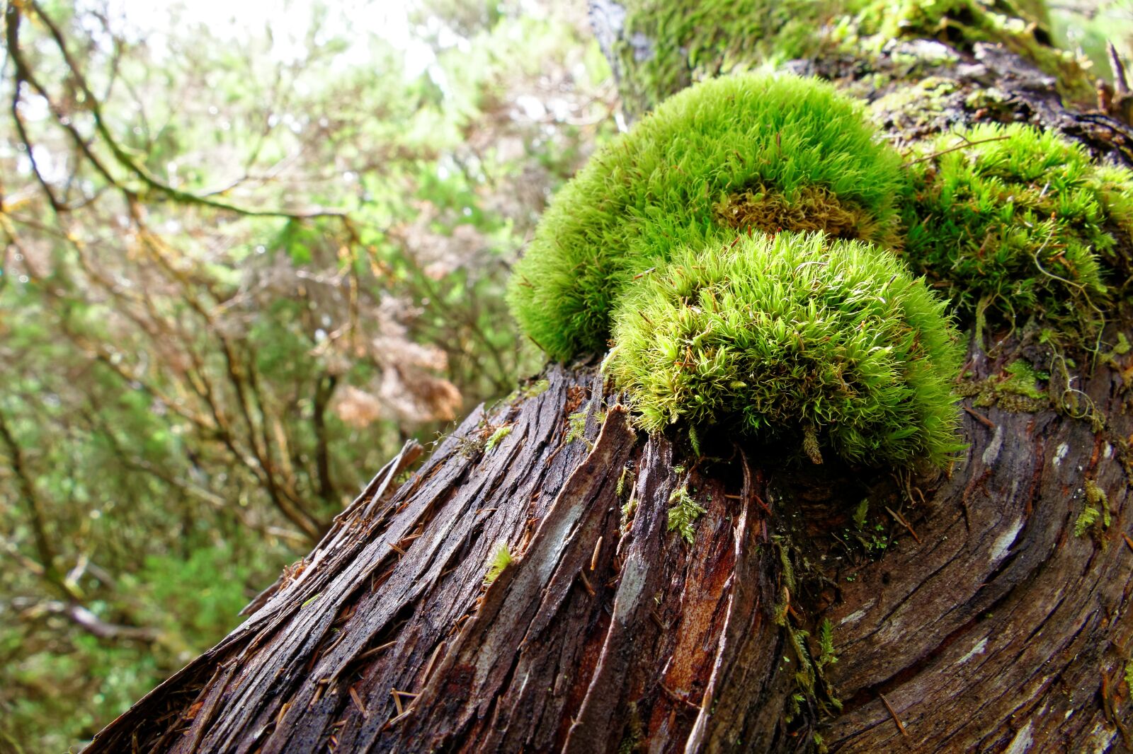 Panasonic Lumix DMC-FZ1000 sample photo. Tree, moss, bark photography