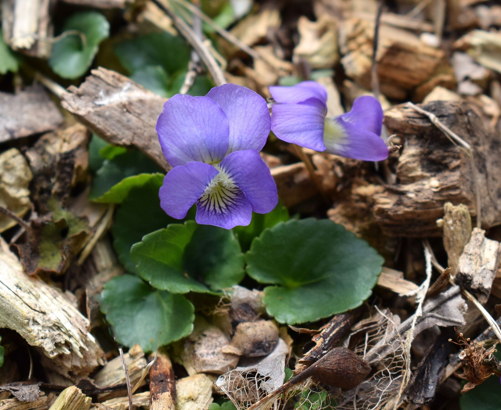 Nikon D3300 sample photo. Violet, wildflower, flower photography
