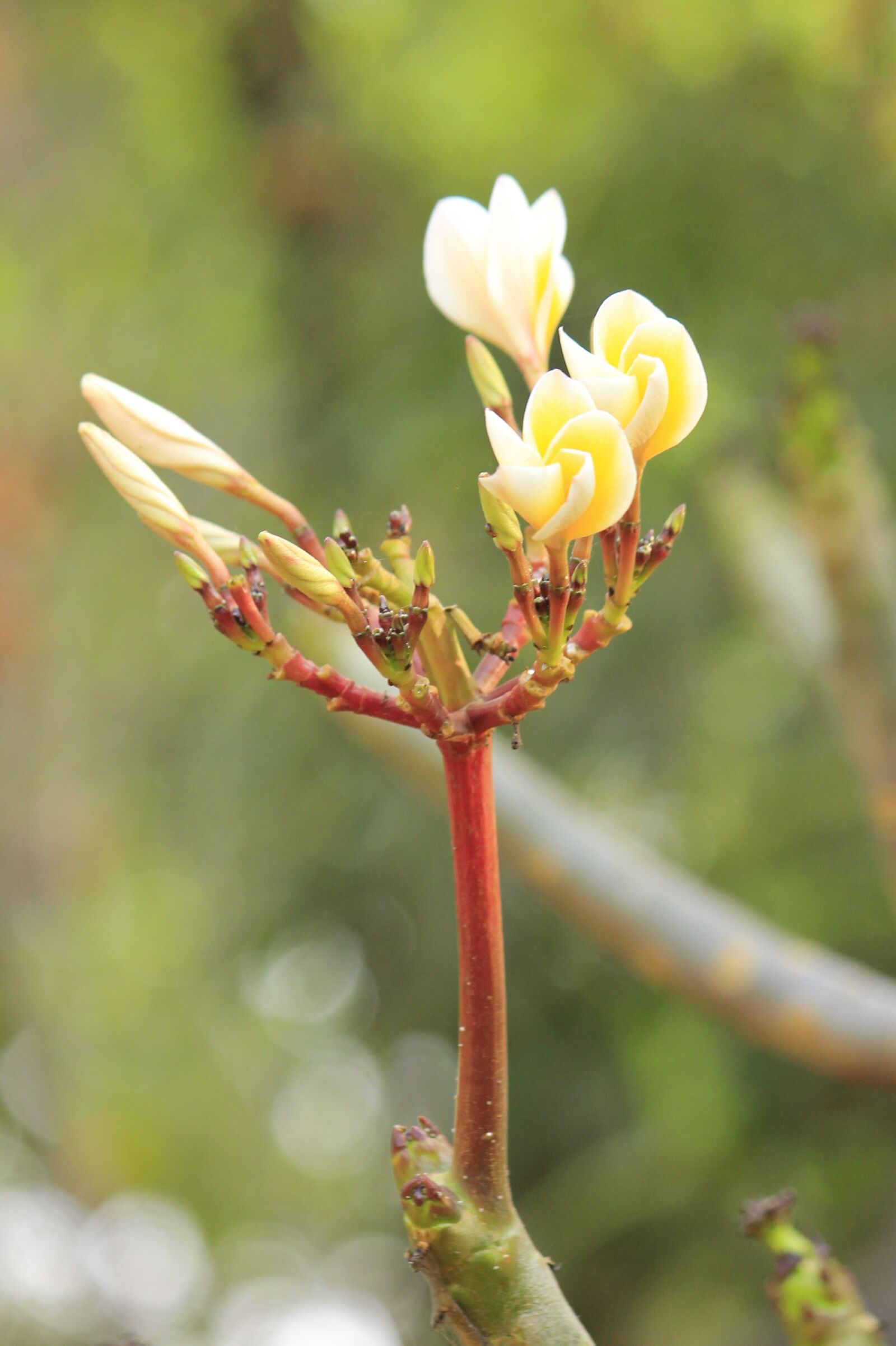 Canon EOS 1100D (EOS Rebel T3 / EOS Kiss X50) sample photo. Love, nature, flower photography