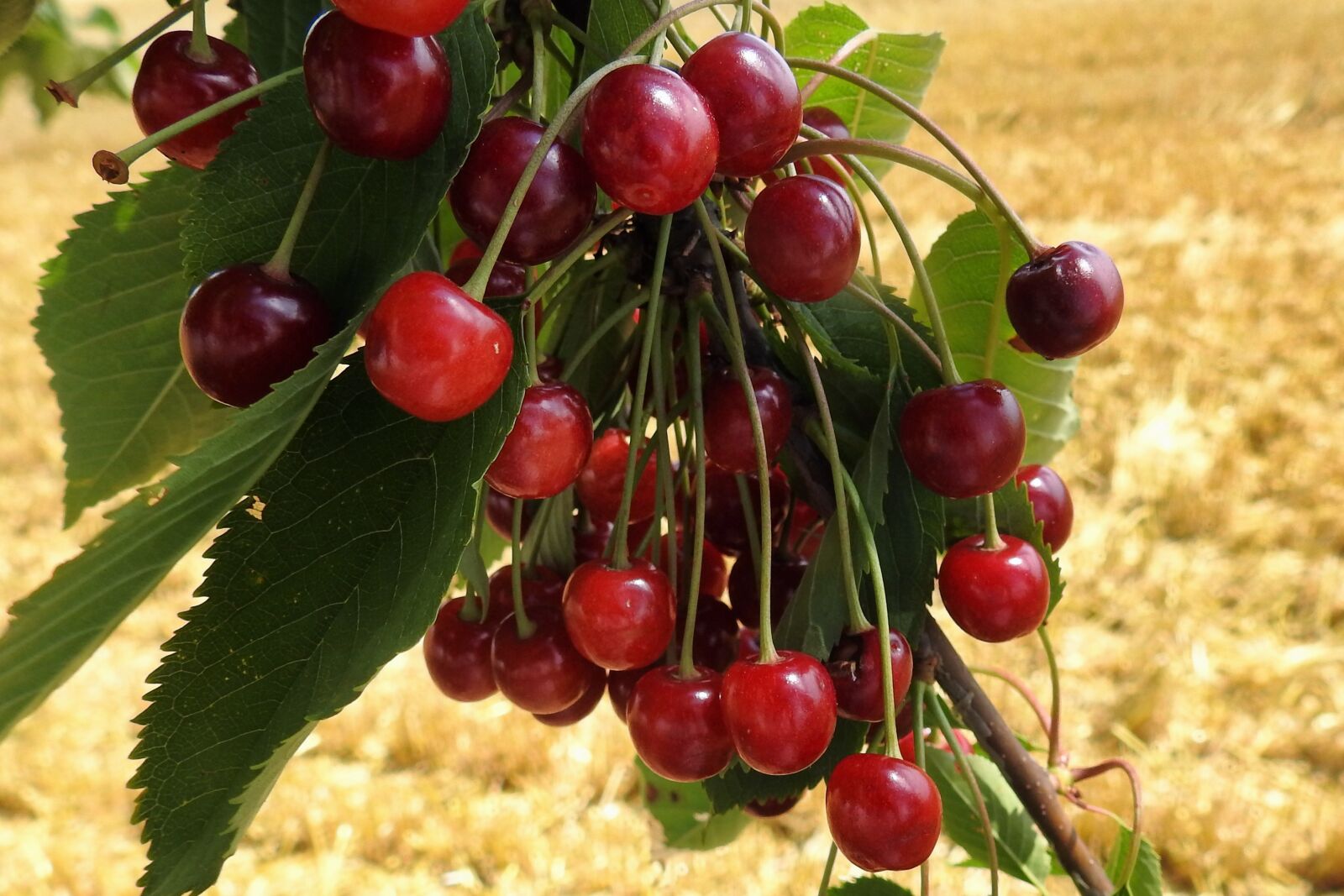 Nikon Coolpix P900 sample photo. Cherry tree, wild cherries photography