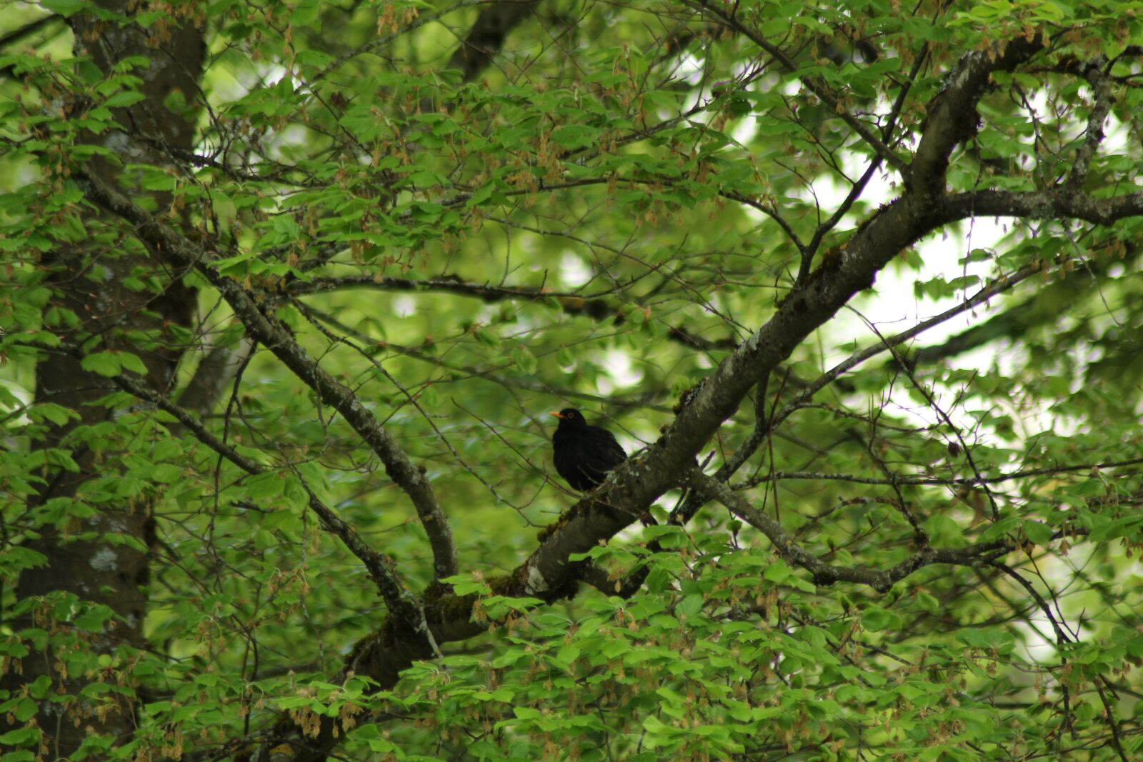 Canon EOS 1300D (EOS Rebel T6 / EOS Kiss X80) sample photo. Nature, tree, wood photography