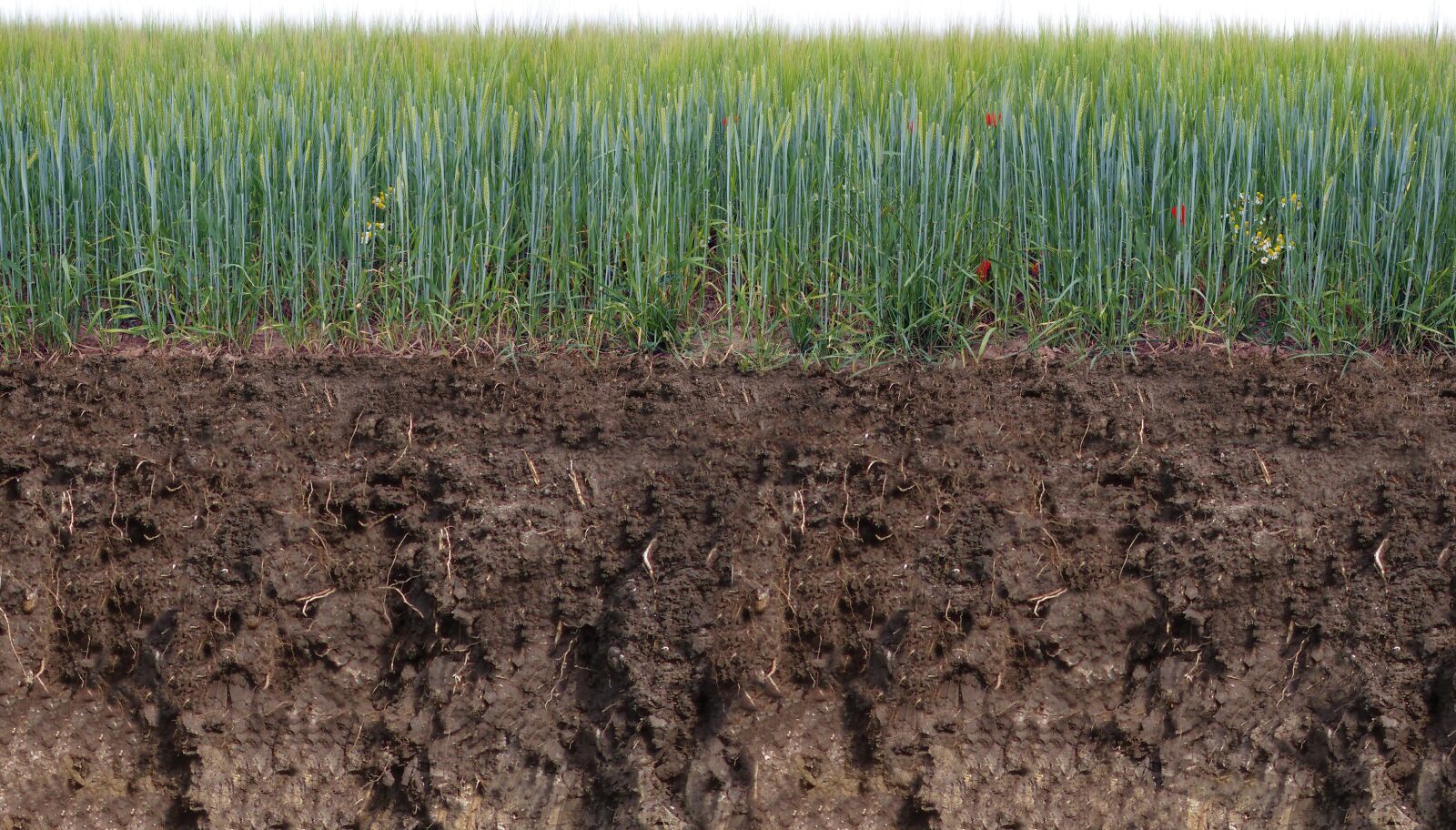 Olympus E-420 (EVOLT E-420) sample photo. Barley, bottom section, photomontage photography