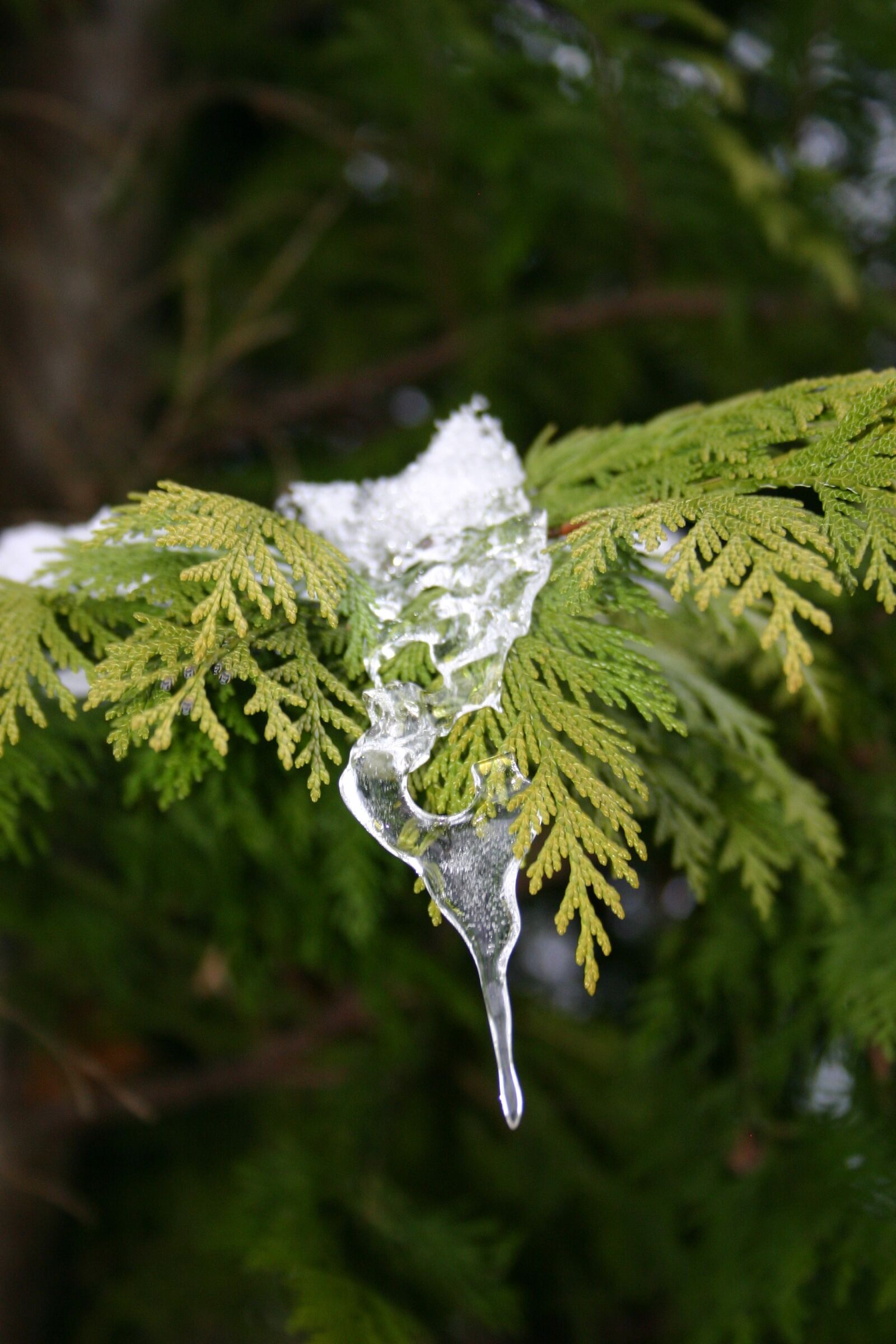 Canon EOS 300D (EOS Digital Rebel / EOS Kiss Digital) sample photo. Ice, winter, tree photography