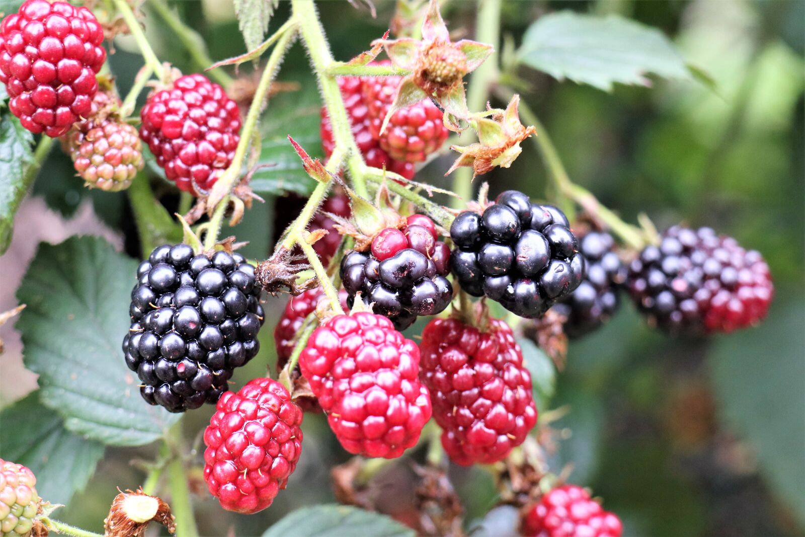 Canon EOS M6 sample photo. Blackberries, forest fruits, vitamin photography