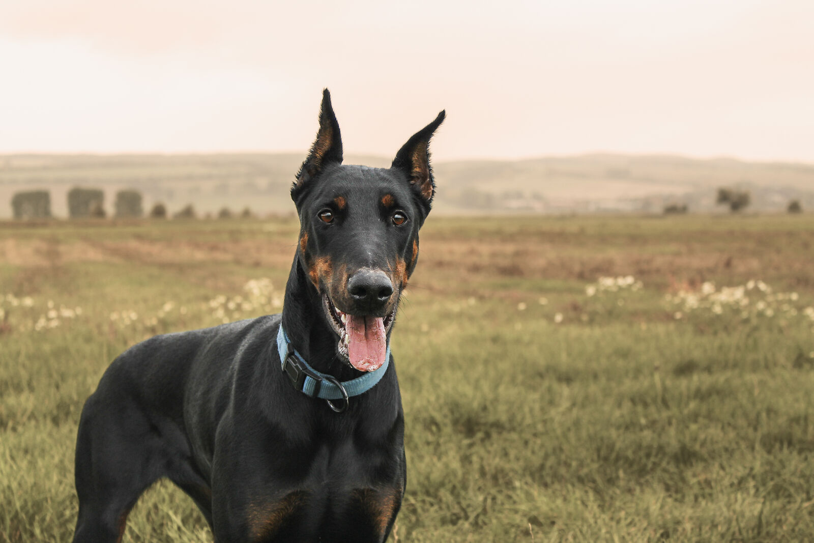Canon EOS 1100D (EOS Rebel T3 / EOS Kiss X50) sample photo. Animal, doberman, dog, nature photography