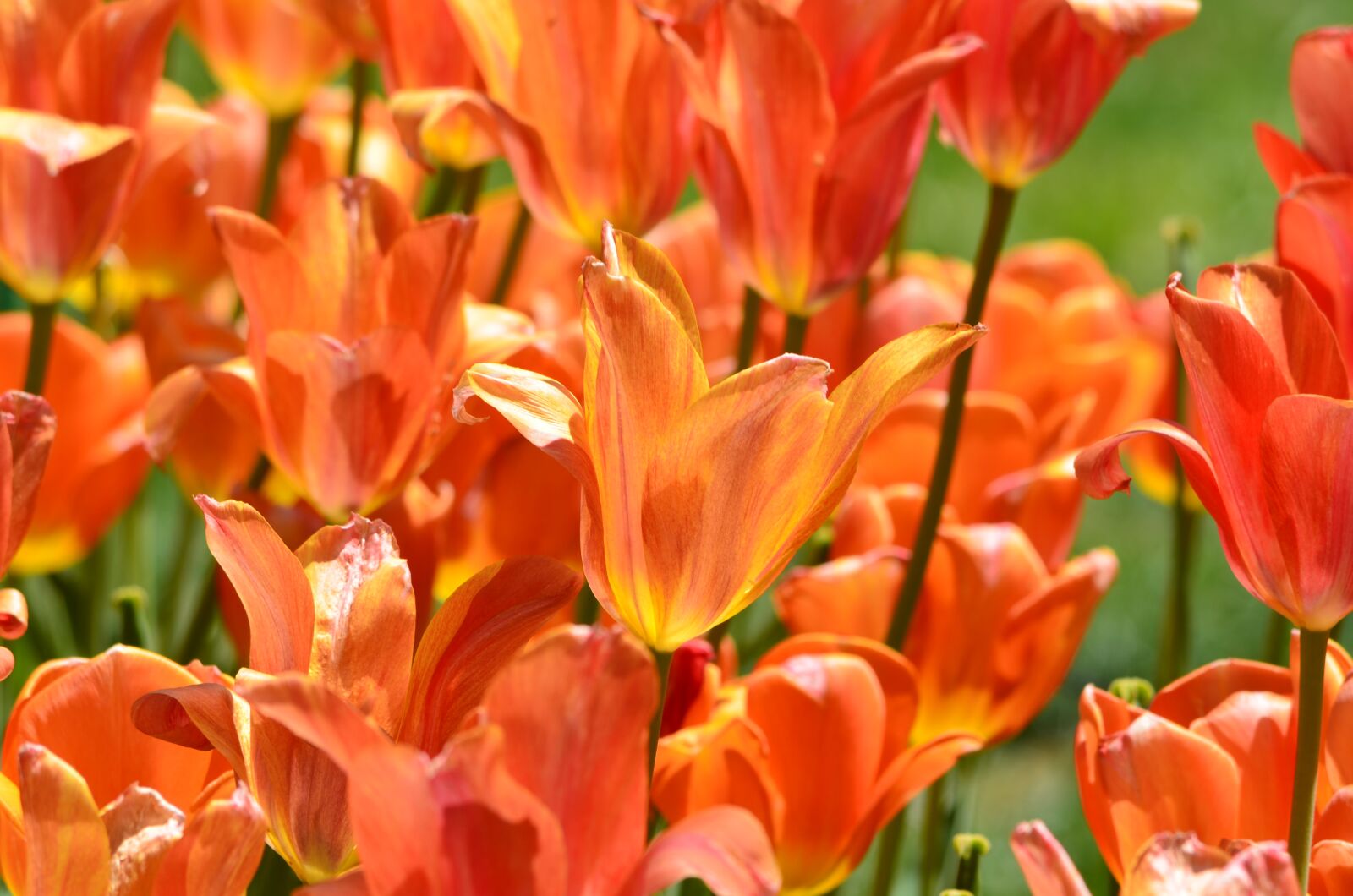 Nikon D5100 sample photo. Tulips, orange, flowers photography