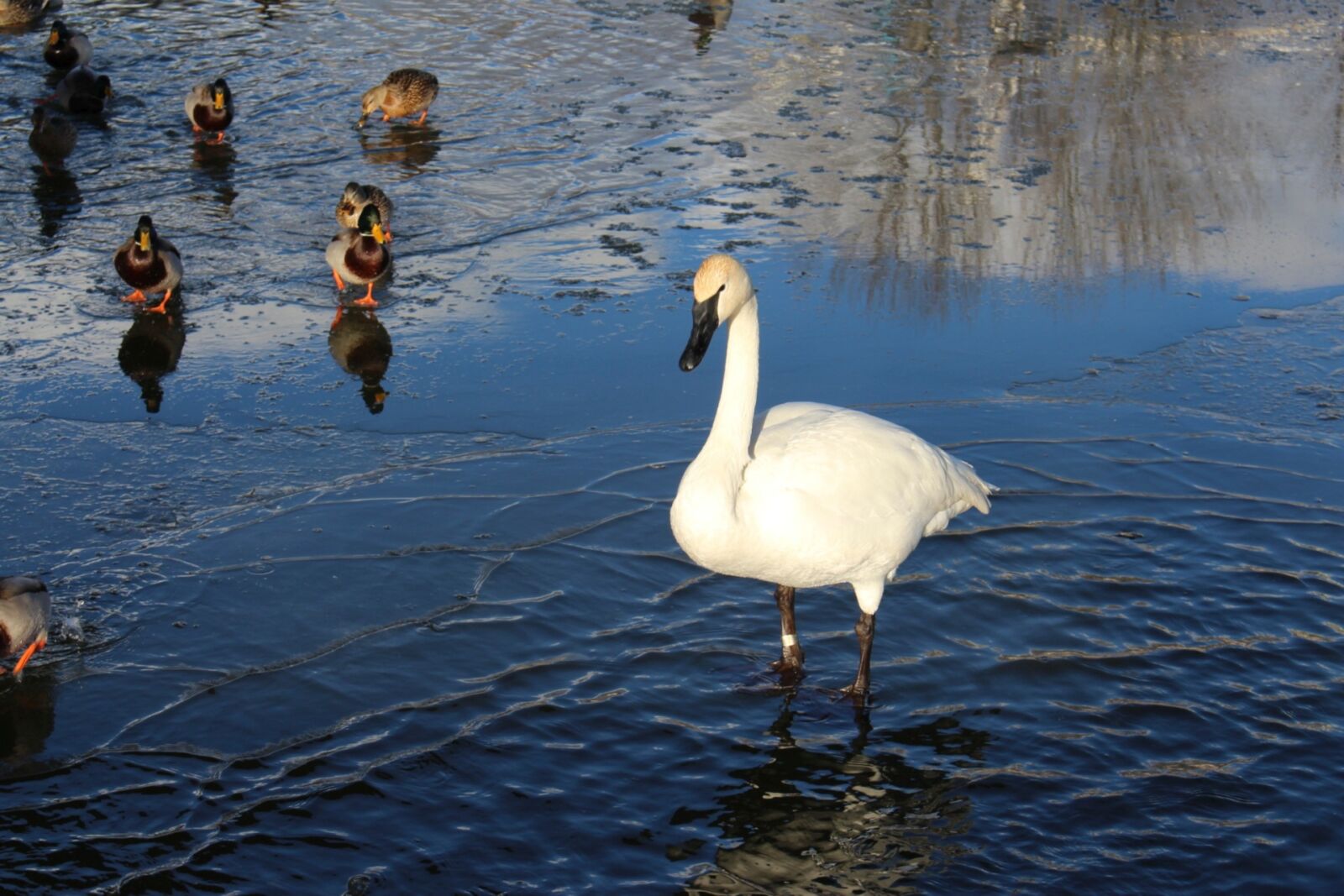 Canon EOS 700D (EOS Rebel T5i / EOS Kiss X7i) sample photo. Birds, wild, mallard duck photography