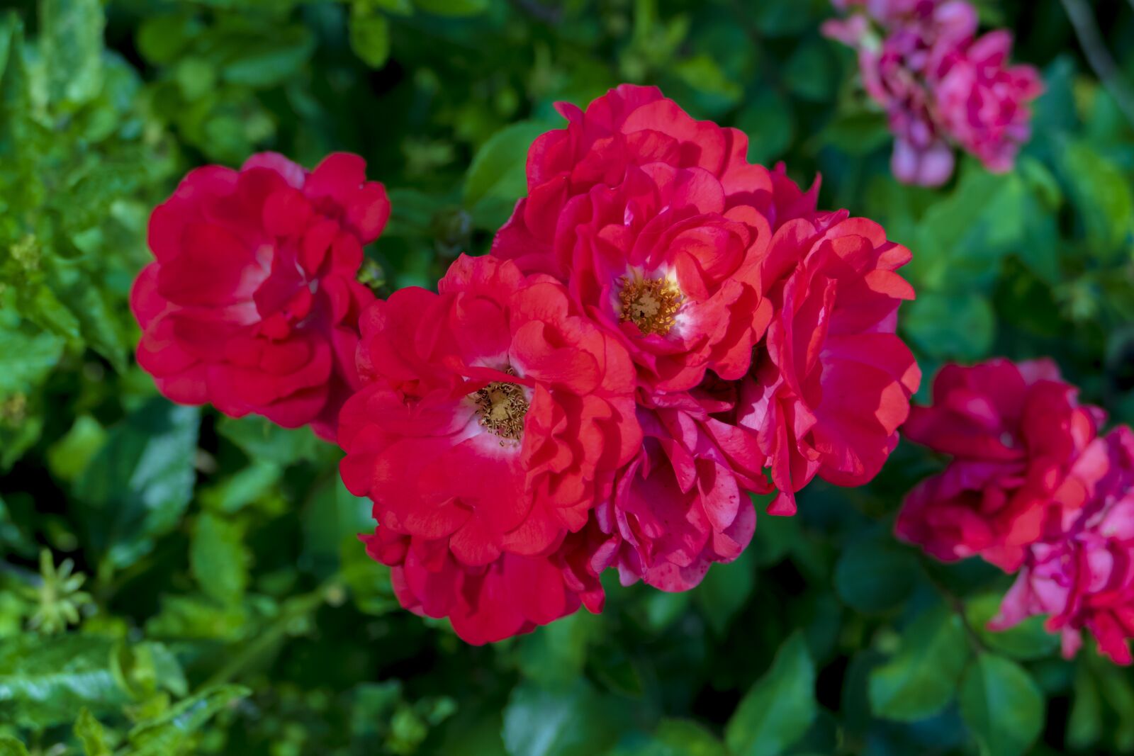 Panasonic Lumix DMC-FZ1000 sample photo. Flowers, red, bloom photography