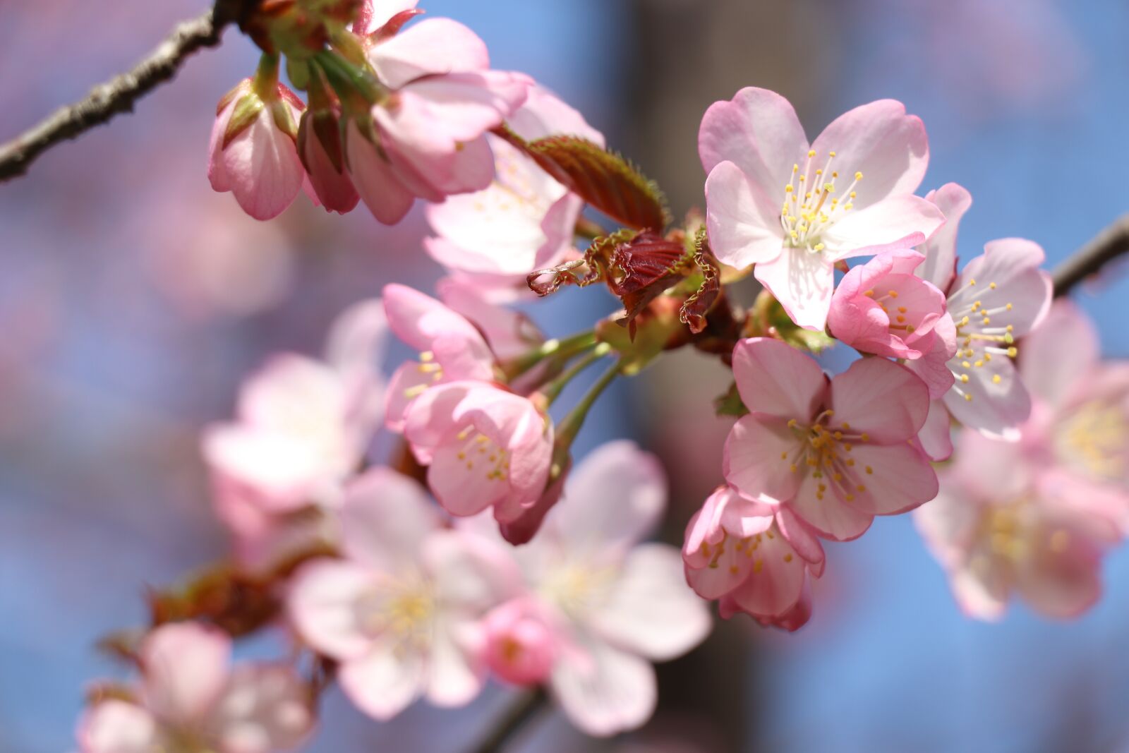 Canon EOS 77D (EOS 9000D / EOS 770D) sample photo. Sakura, cherry, spring photography