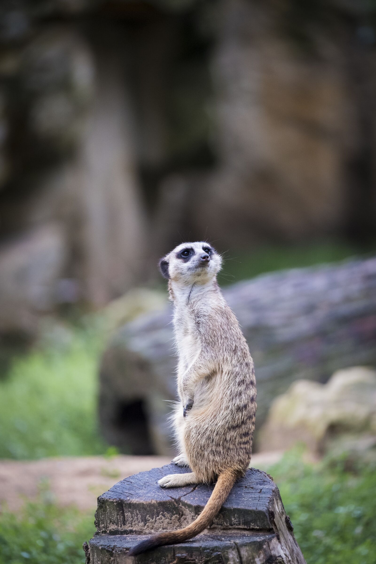 Fujifilm XF 50-140mm F2.8 R LM OIS WR sample photo. Meerkat, meercat, scharrtier photography