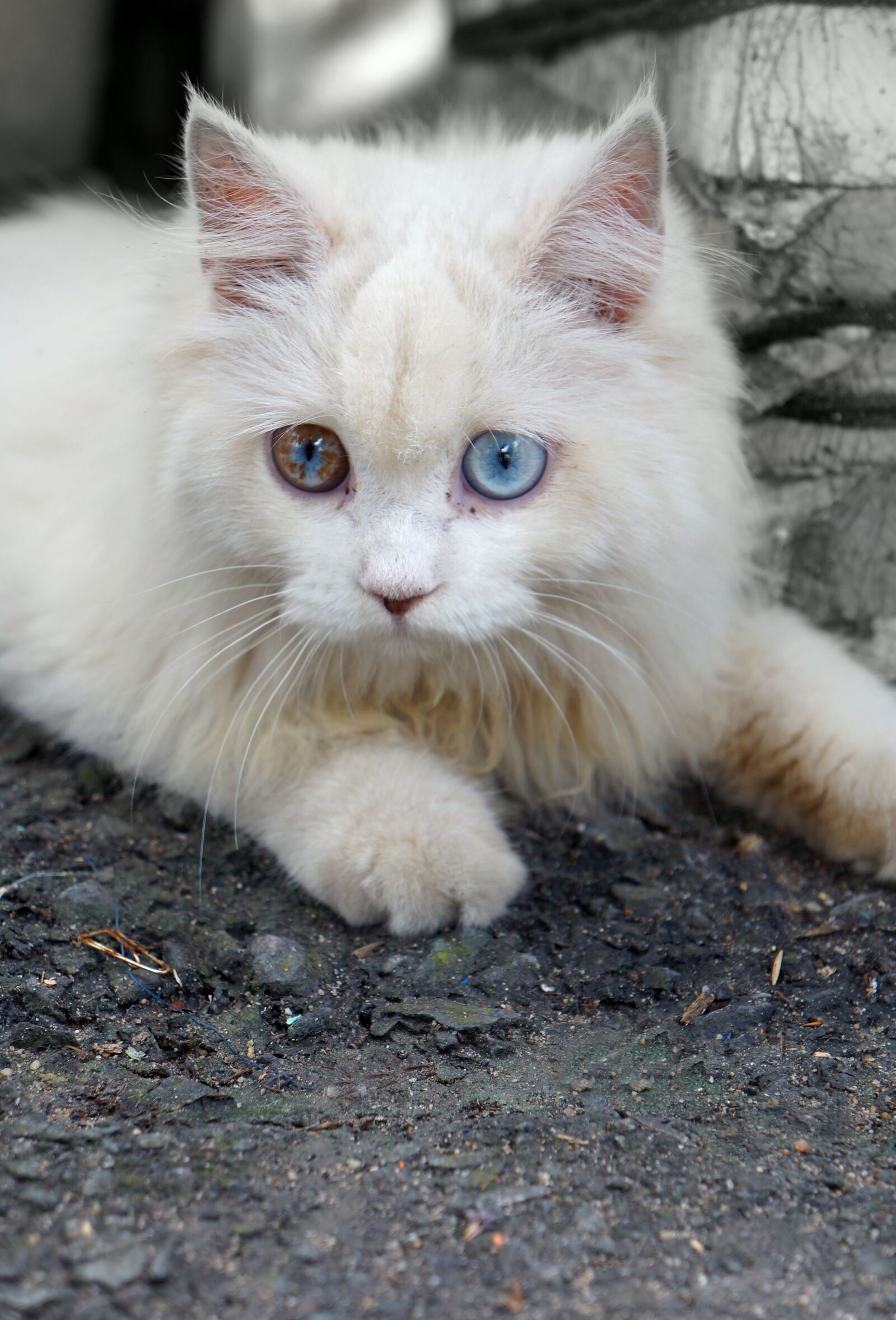 Sony Alpha NEX-F3 + Sony E 18-55mm F3.5-5.6 OSS sample photo. Pets, white cat, blue photography