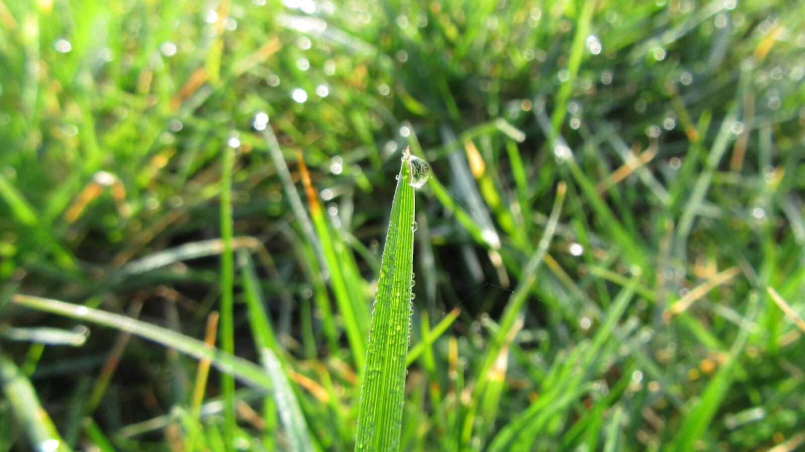 Canon PowerShot SX610 HS sample photo. Grass, green, water drop photography